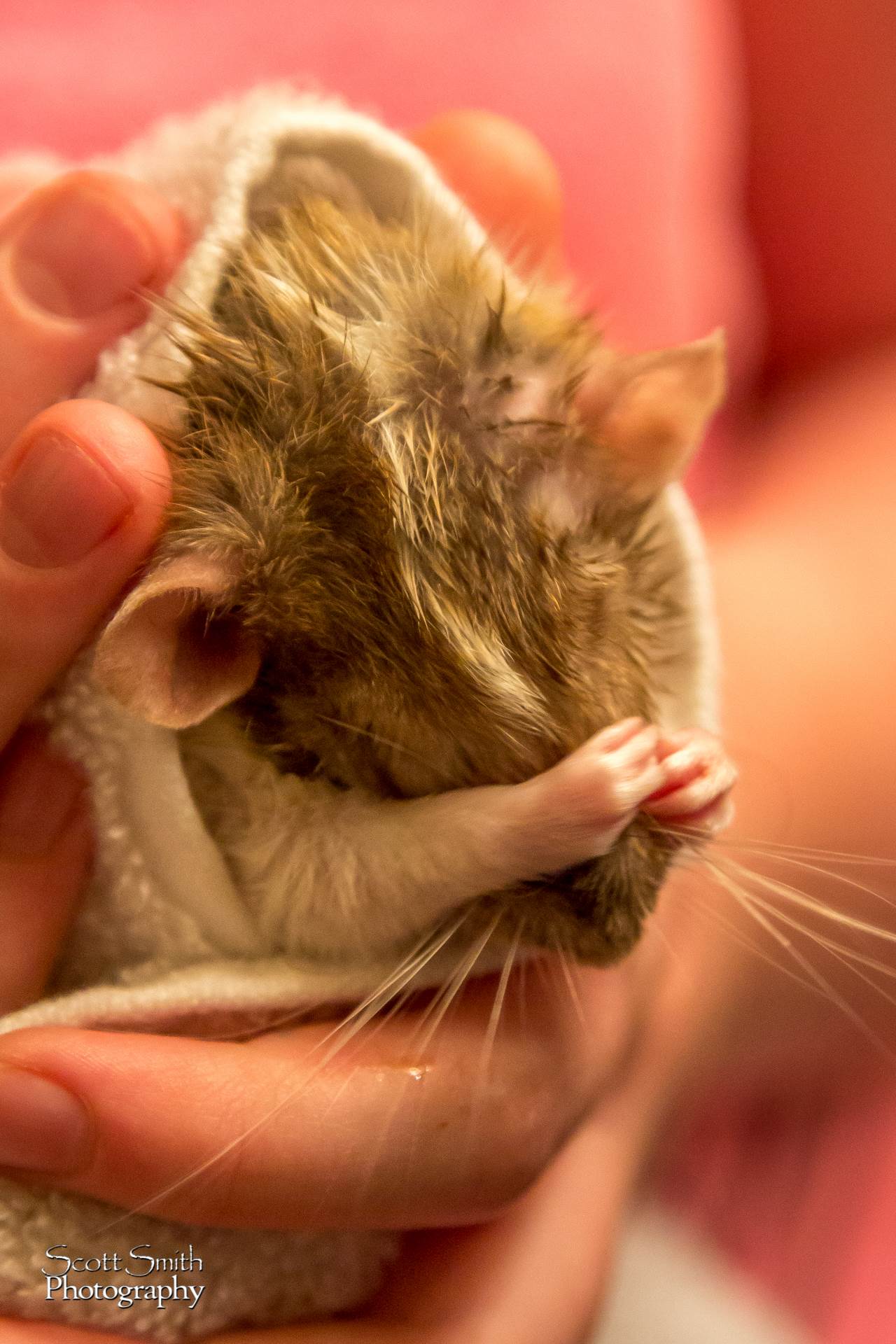 Bathtime A dumbo rat gets a bath and begins grooming herself. by Scott Smith Photos