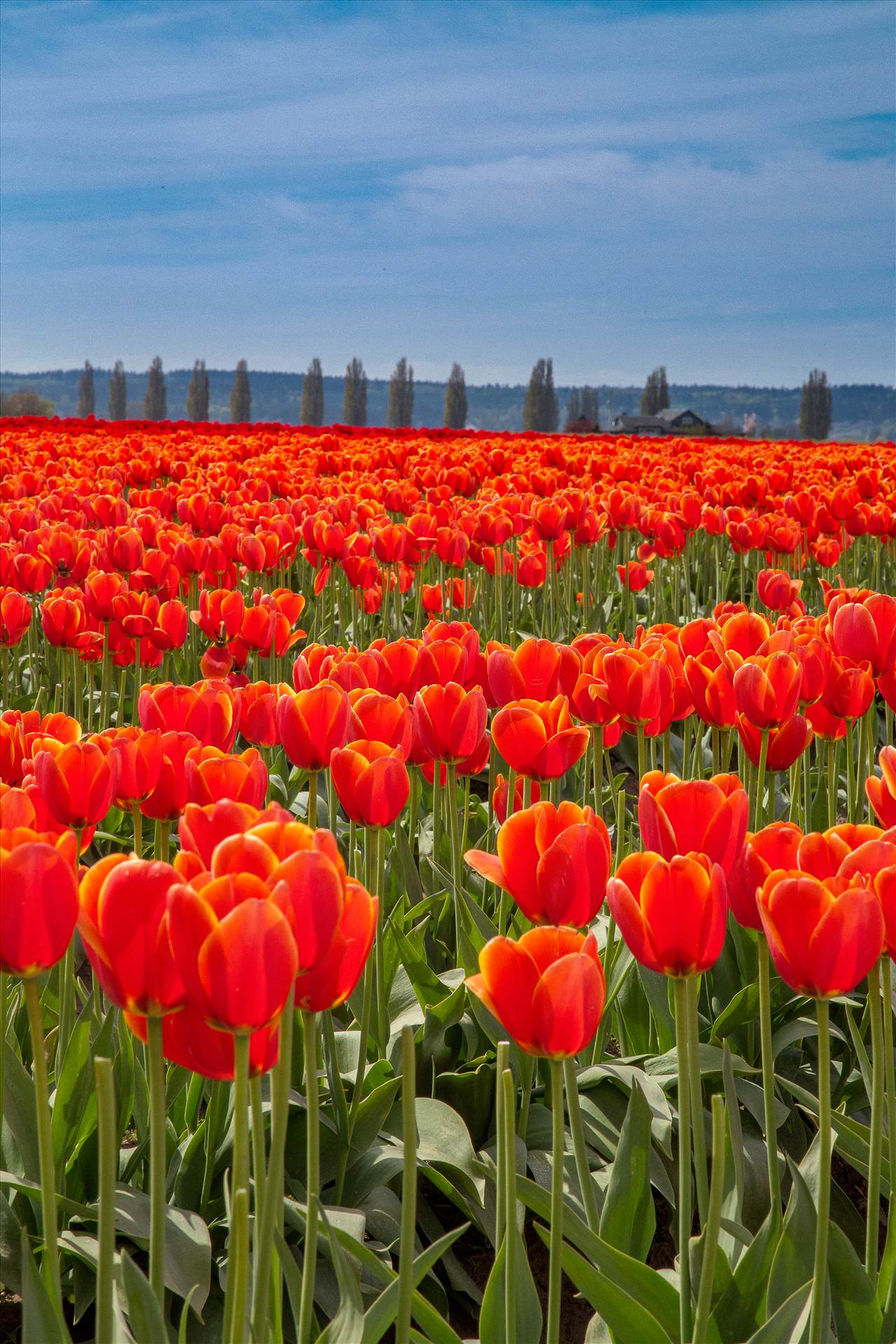 Standing Tall From the 2012 Skagit County Tulip Festival. by Scott Smith Photos