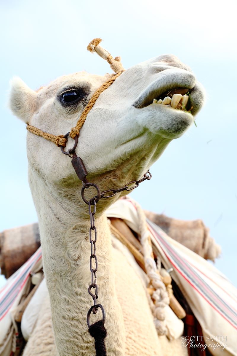 Rocky Mountain National Park 6  by Scott Smith Photos