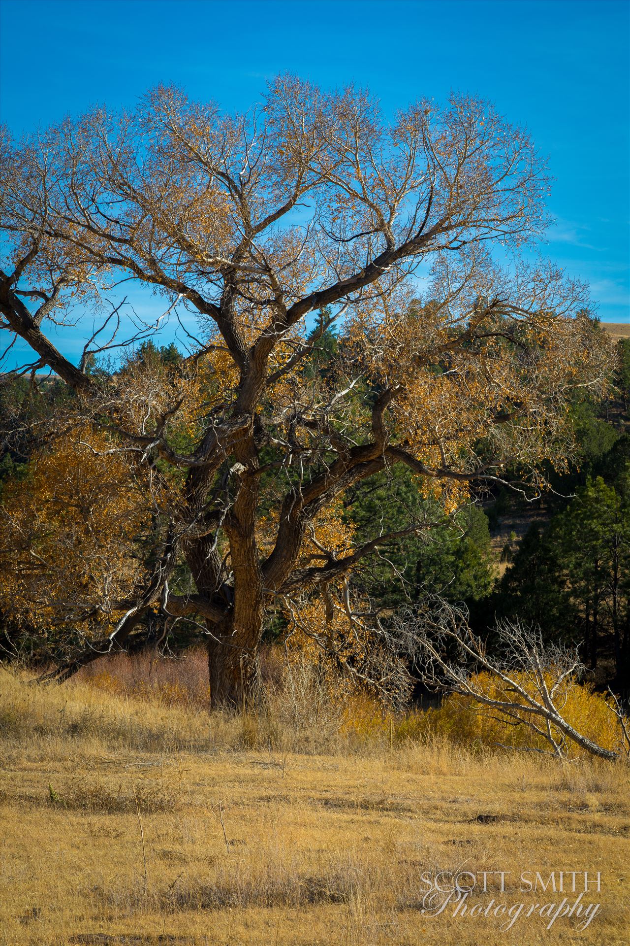 Country Tree No 1 Late season fall colors near Guffy, Colorado. by Scott Smith Photos