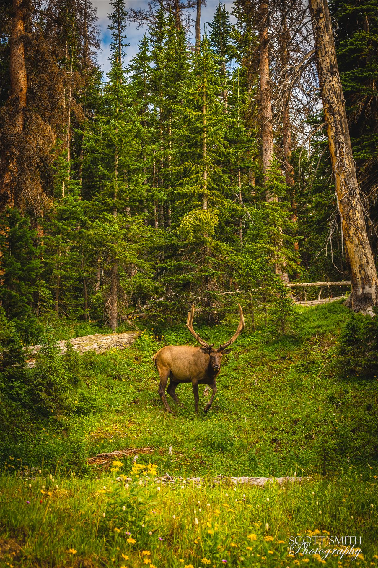 Elk in the Wild No 2 A large buck enjoying a summer day in the Rocky Mountain National Park. by Scott Smith Photos
