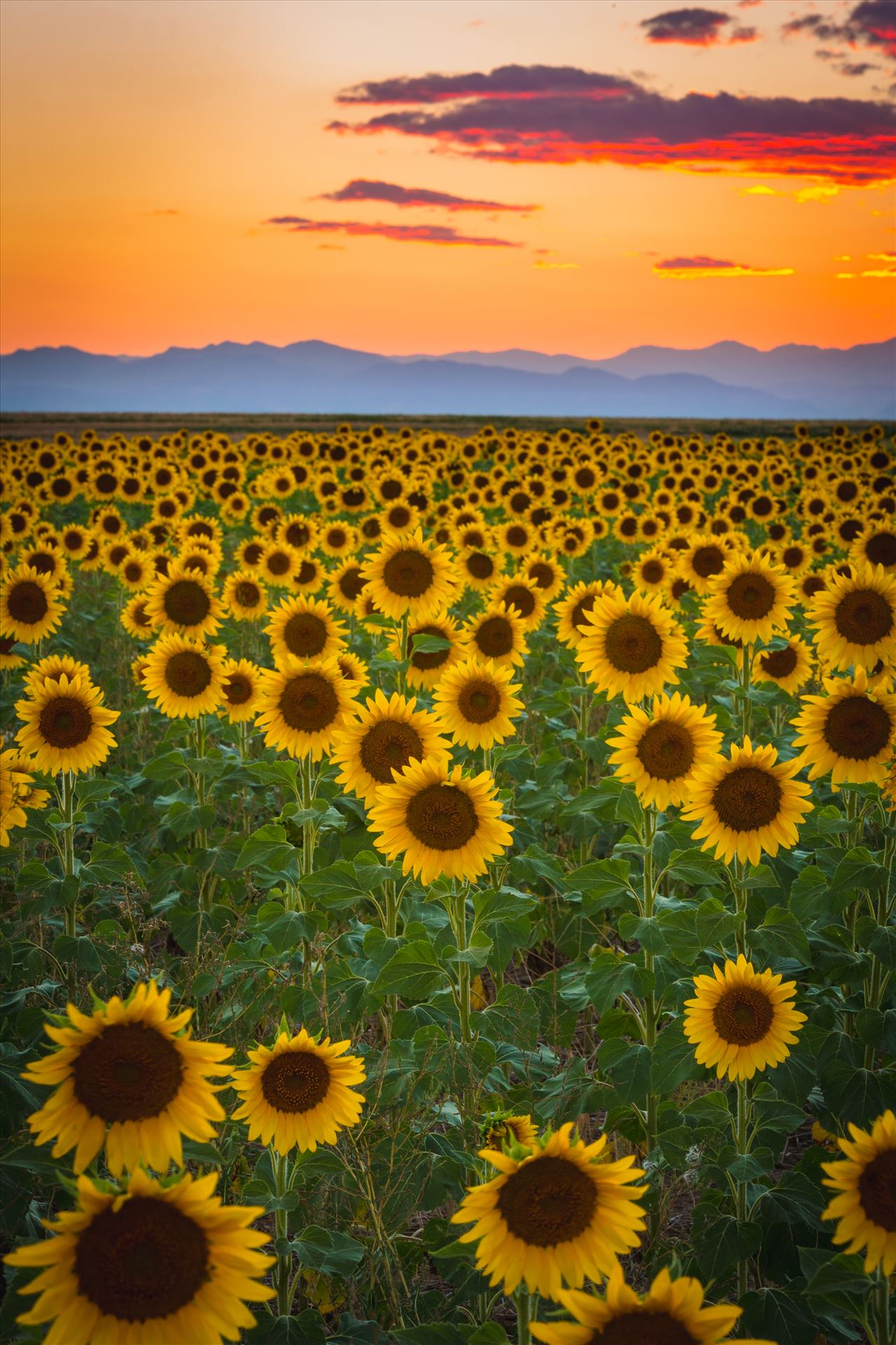 Denver Sunflowers at Sunset No 2 Sunflower fields near Denver International Airport, on August 20th, 2016. Near 56th and E470. by Scott Smith Photos