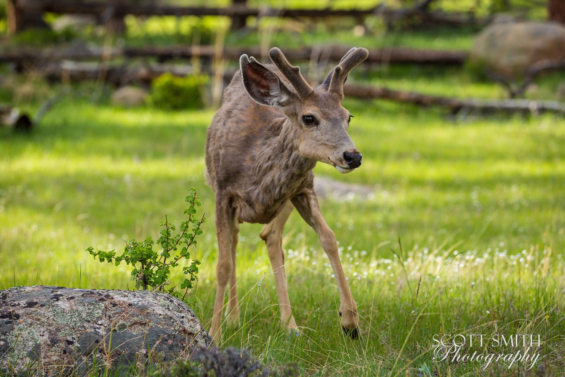Rocky Mountain National Park Deer 2  by Scott Smith Photos
