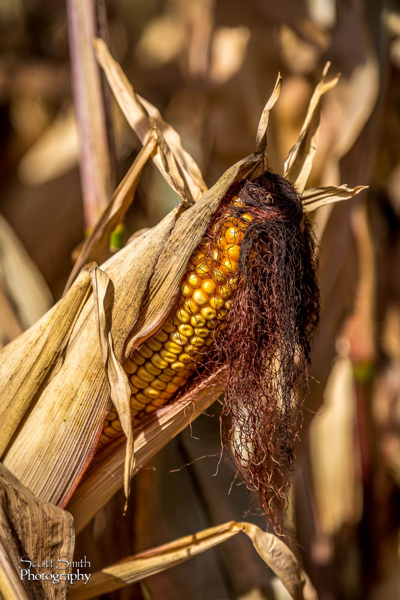 Corn 1 Anderson Farms, Erie Colorado. by Scott Smith Photos