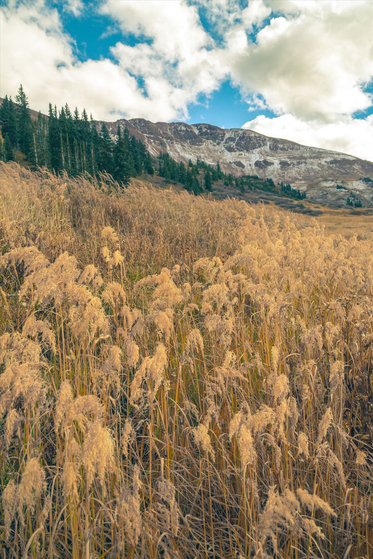 Into the Wild Mount Baldy Wilderness Area near Crested Butte, Colorado. by Scott Smith Photos