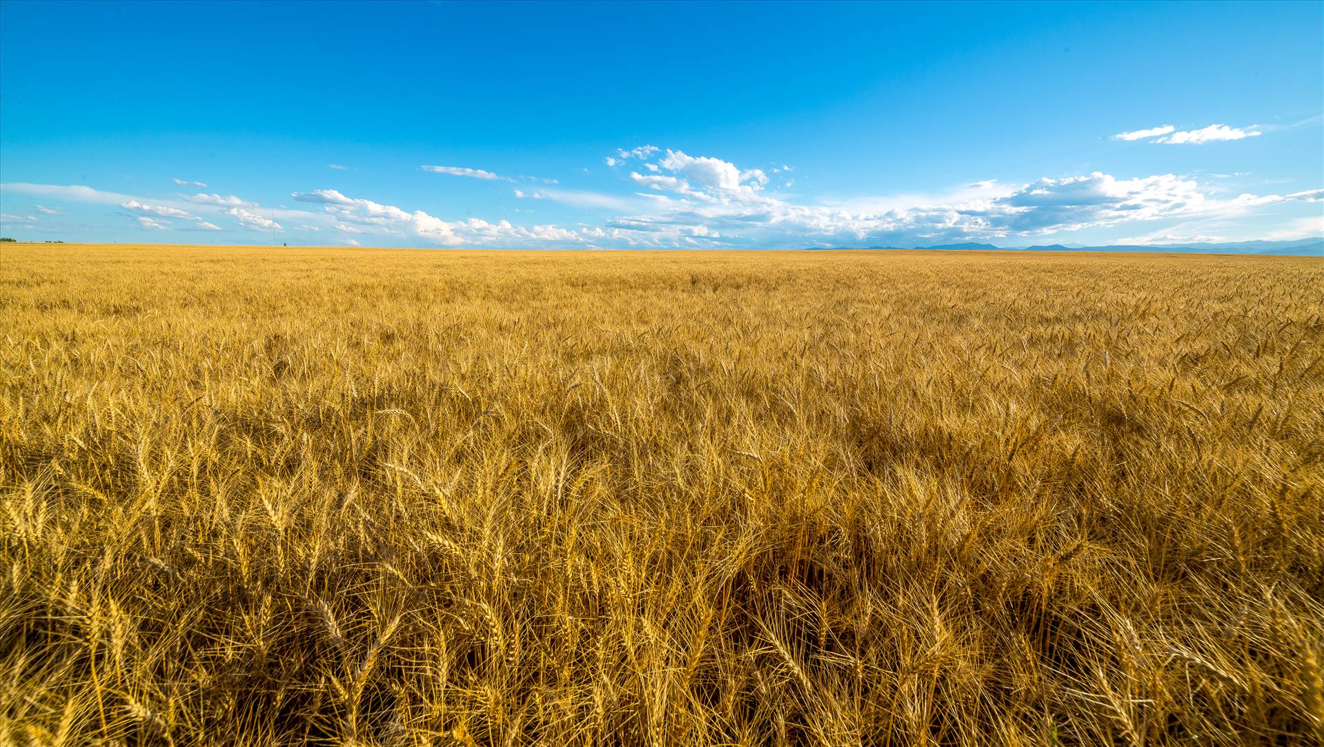 Wheat Field A field of wheat in late summer near Longmont, Colorado. by Scott Smith Photos