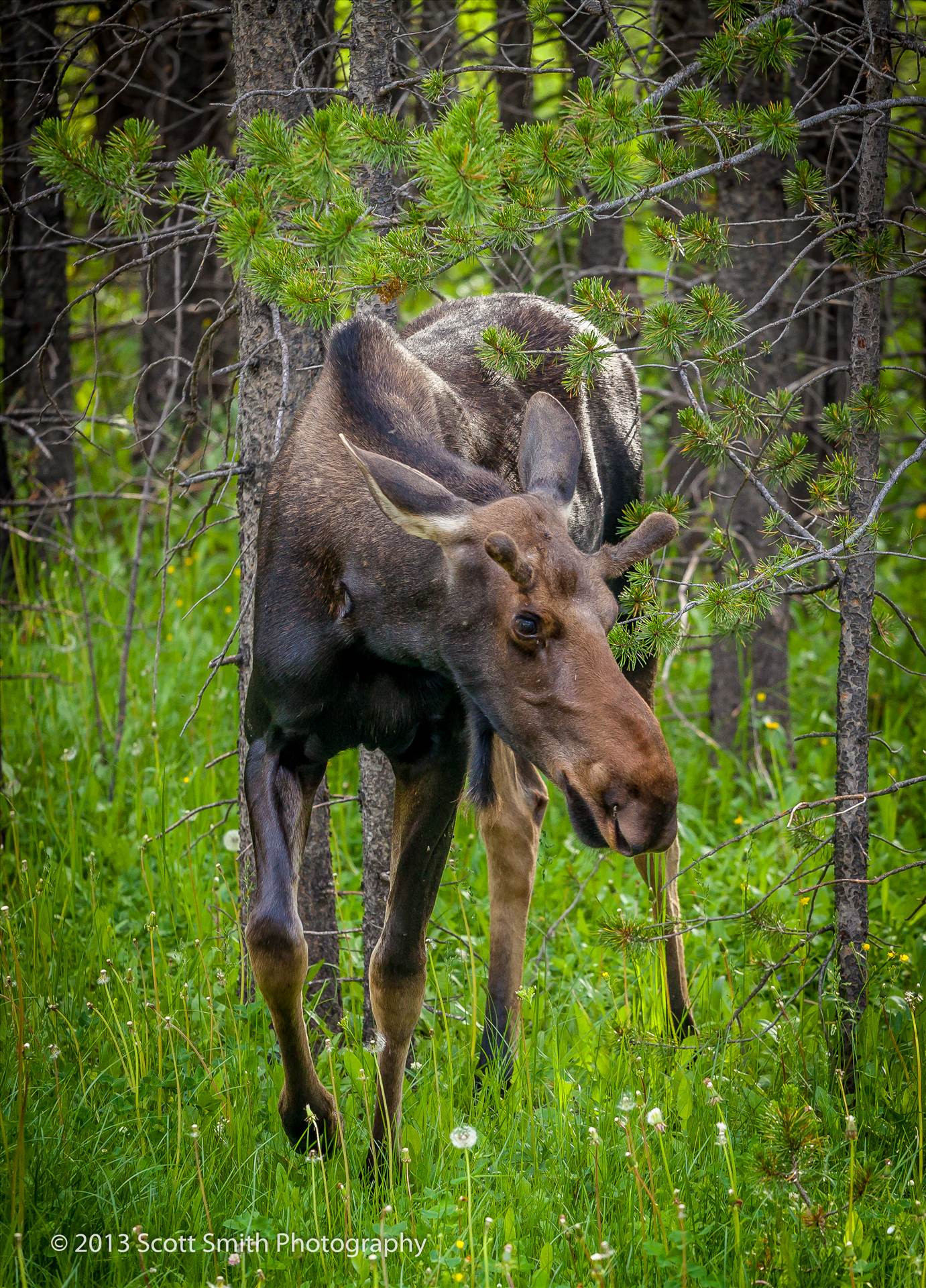 Rocky Mountain Moose I ended up much closer to this beautiful beast than I meant to… Sometimes when you’re looking through a lens you lose perspective. by Scott Smith Photos