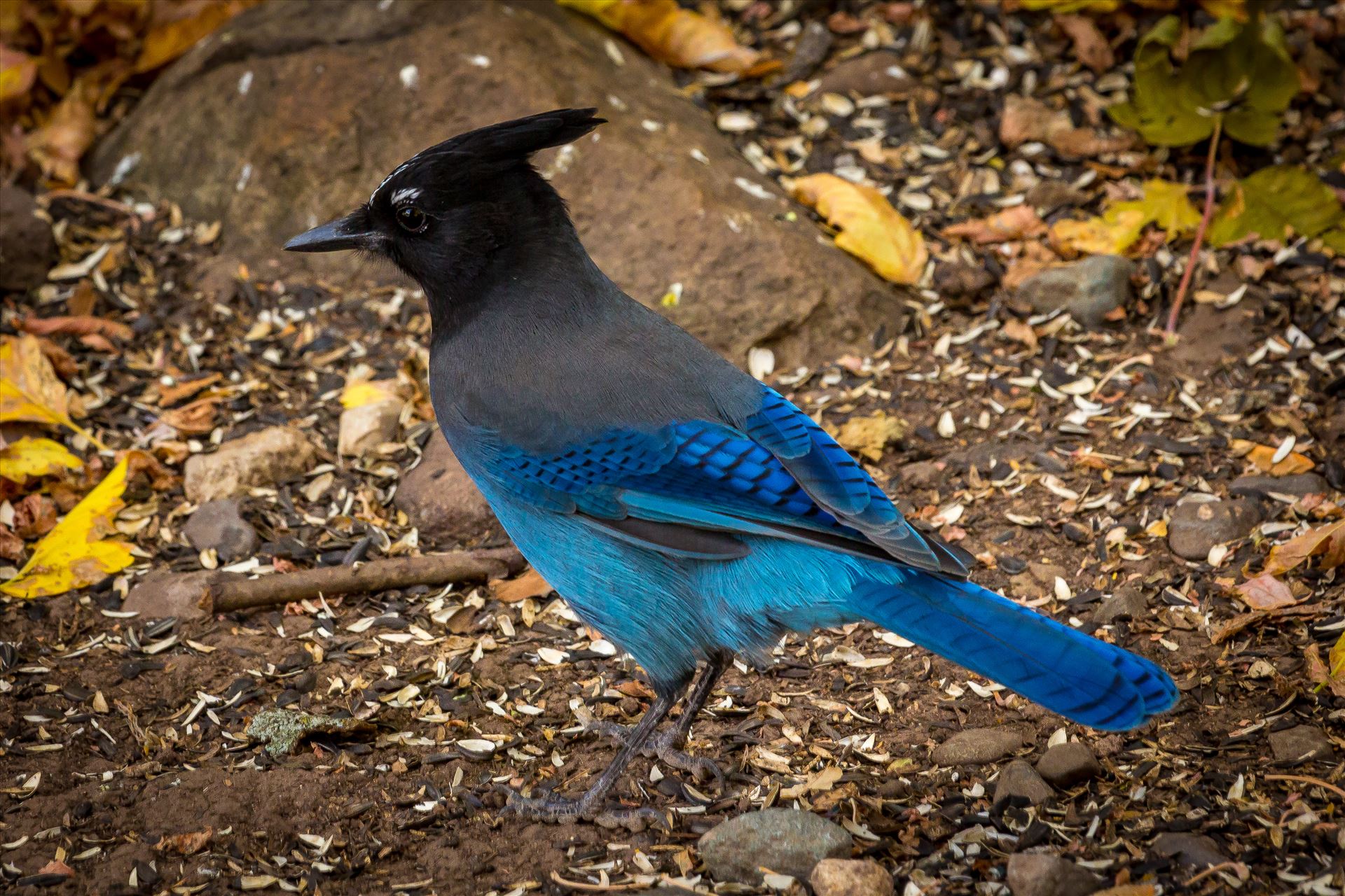 Steller's Jay A Steller's Jay, spotted in Ouray, Colorado. by Scott Smith Photos