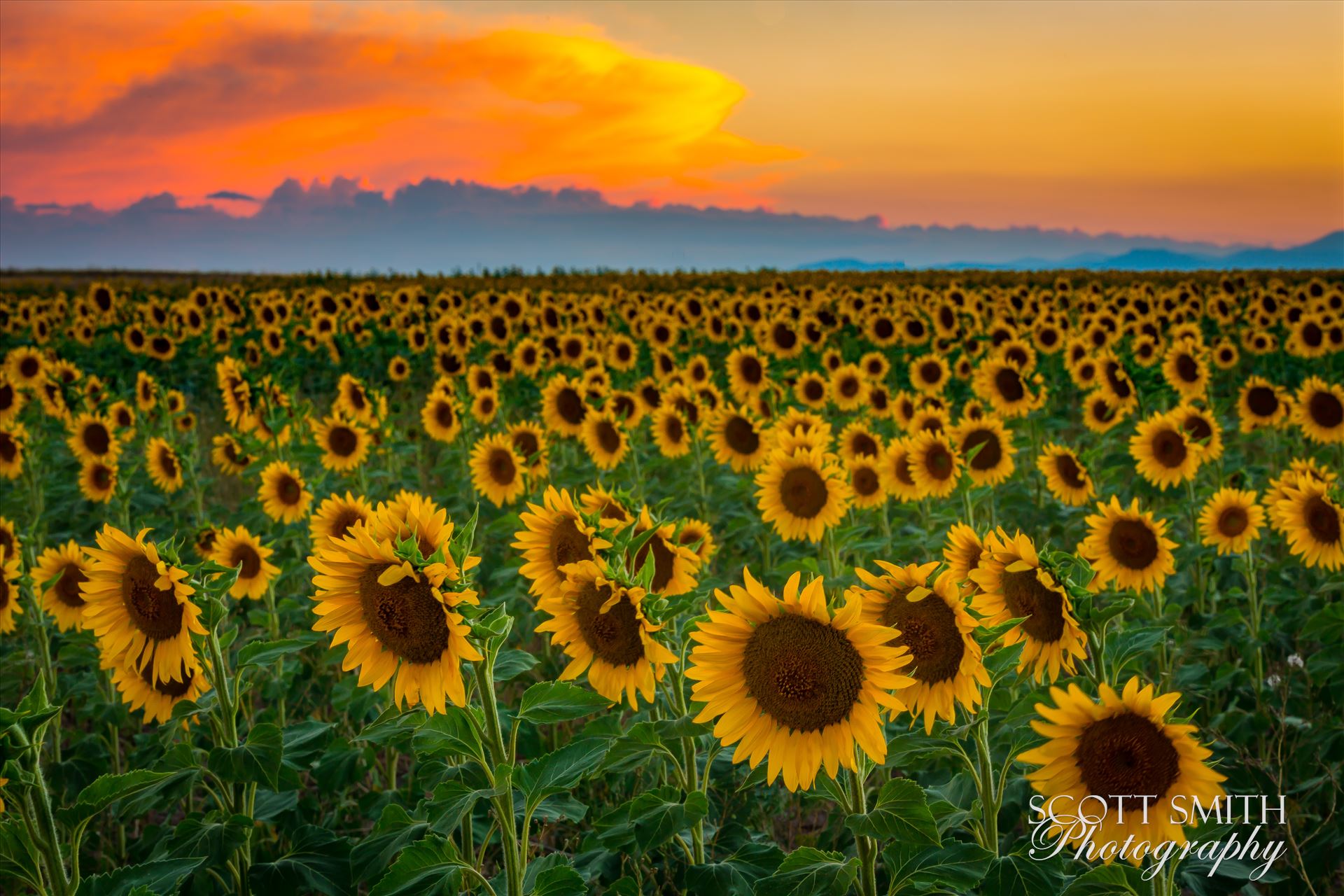 Denver Sunflowers at Sunset No 3 Sunflower fields near Denver International Airport, on August 20th, 2016. Near 56th and E470. by Scott Smith Photos