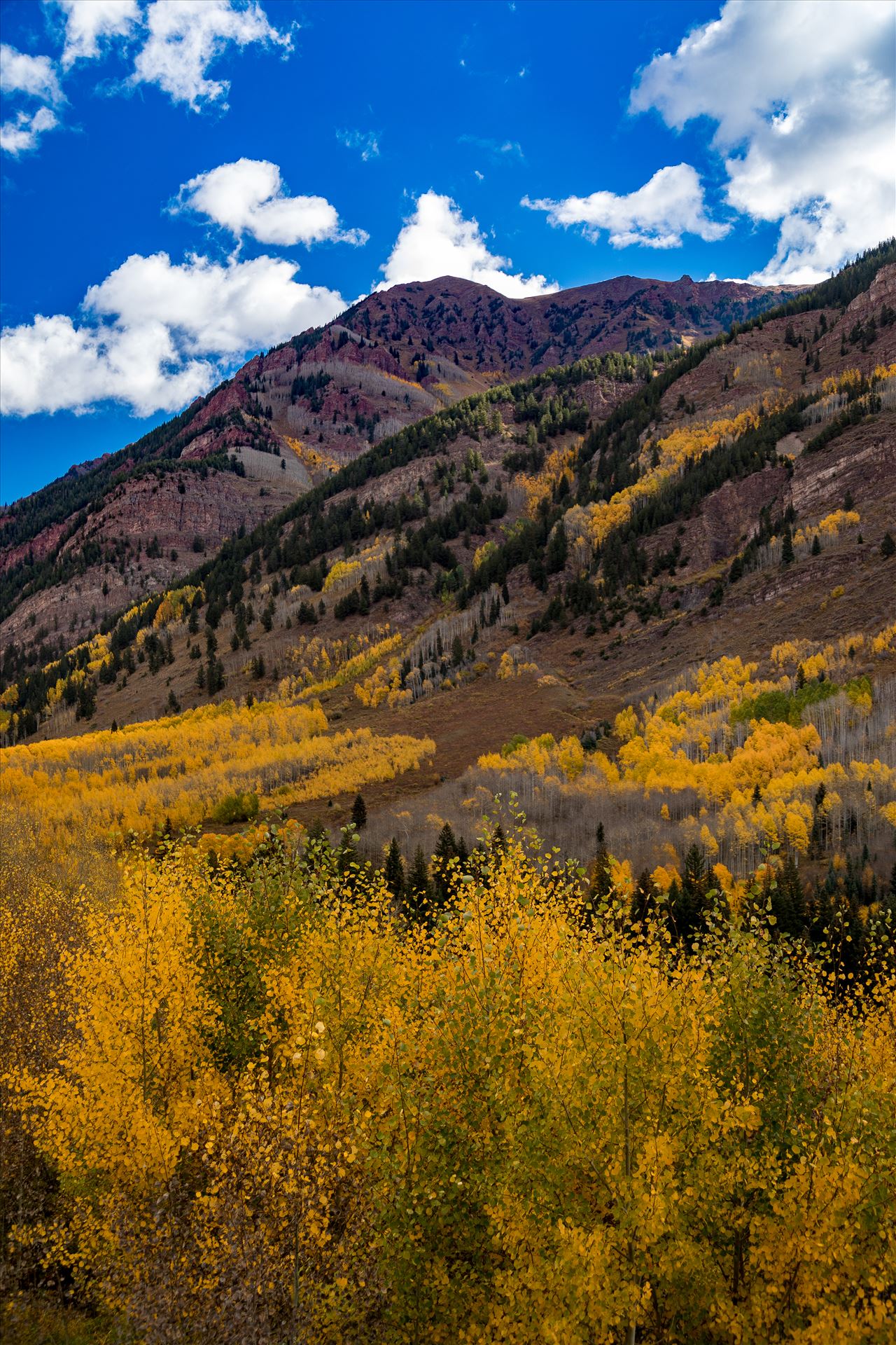 Fall in Aspen Snowmass Wilderness Area No 3  by Scott Smith Photos