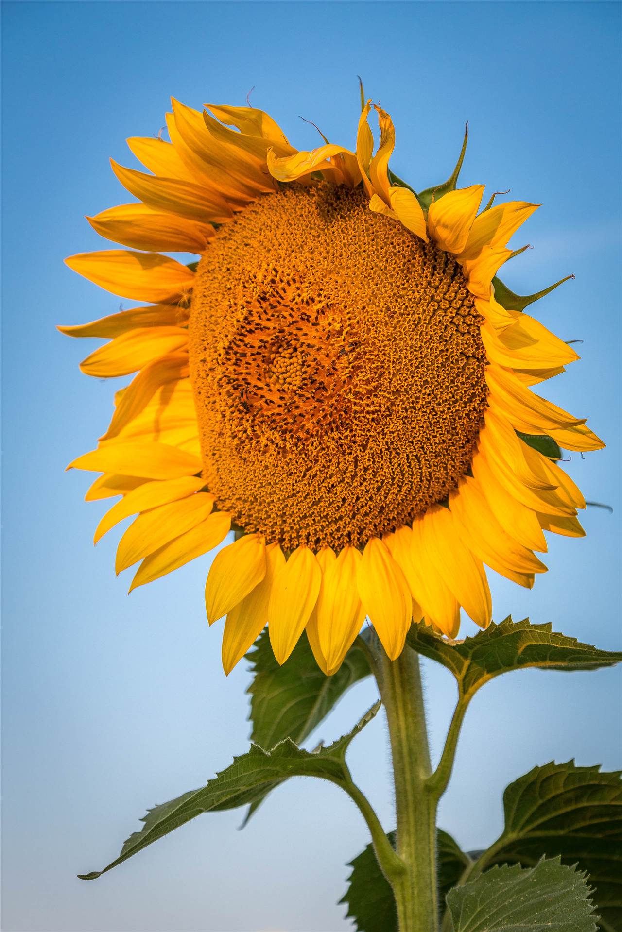 Sunflower Sunrise III Sunflowers near Denver International Airport. by Scott Smith Photos