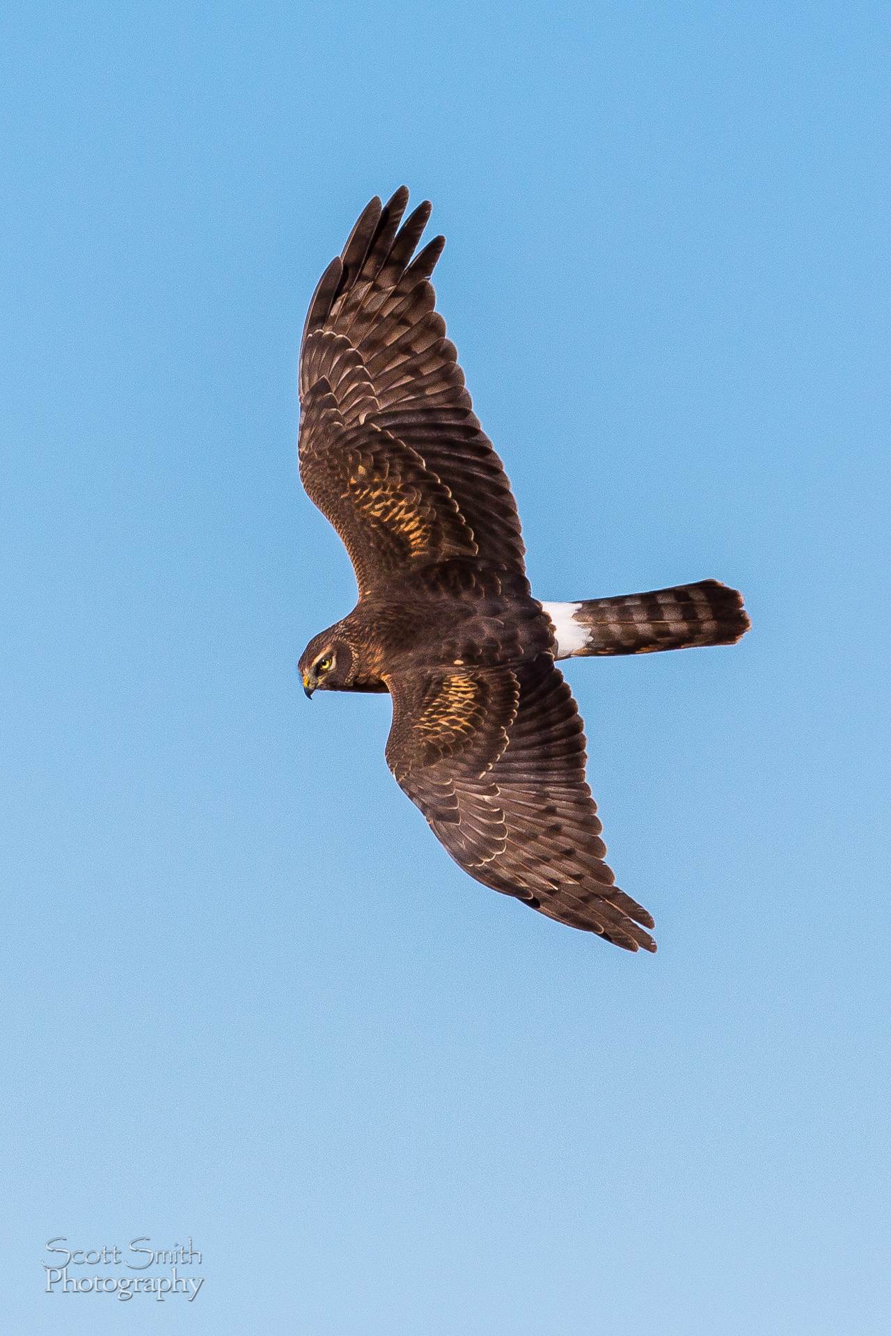 Marsh Hawk II A marsh hawk soaring over the grasslands at the Rocky Mountain Arsenal Wildlife Refuge. by Scott Smith Photos