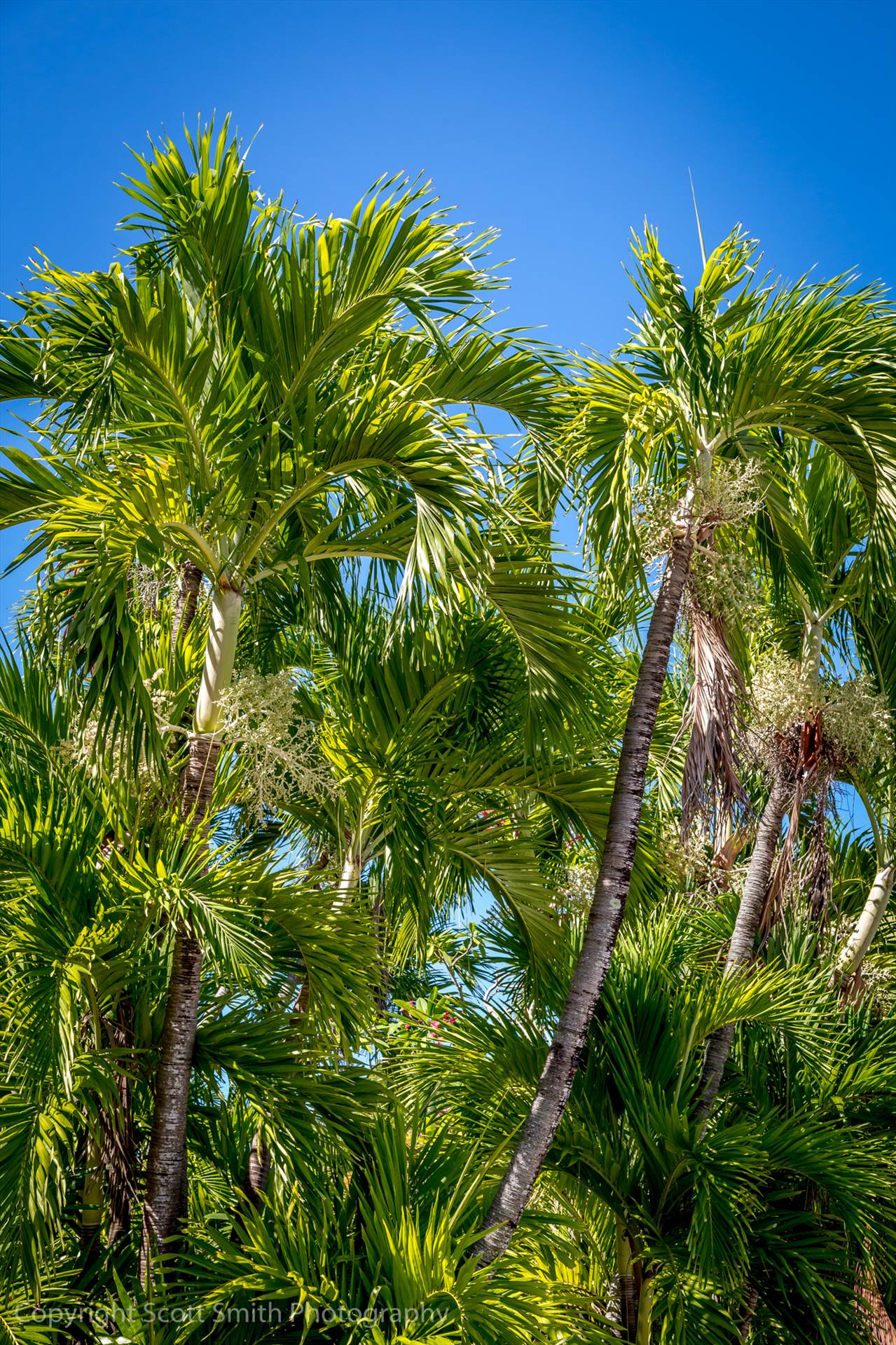 Palm Trees  by Scott Smith Photos