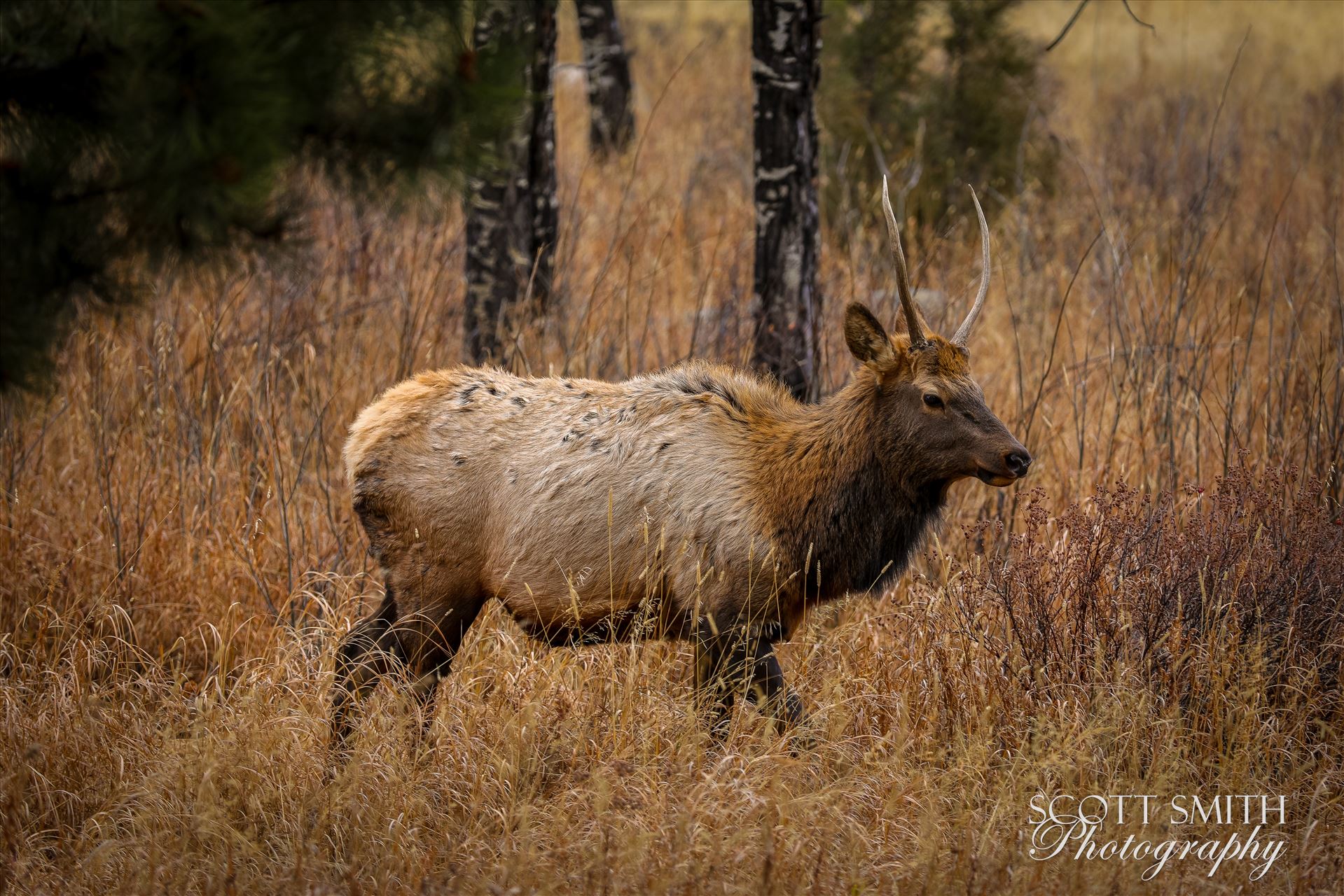 Sunday Elk No 04 A heard of Elk near the entrance to Rocky Mountain National Park, Estes Park, Colorado. by Scott Smith Photos