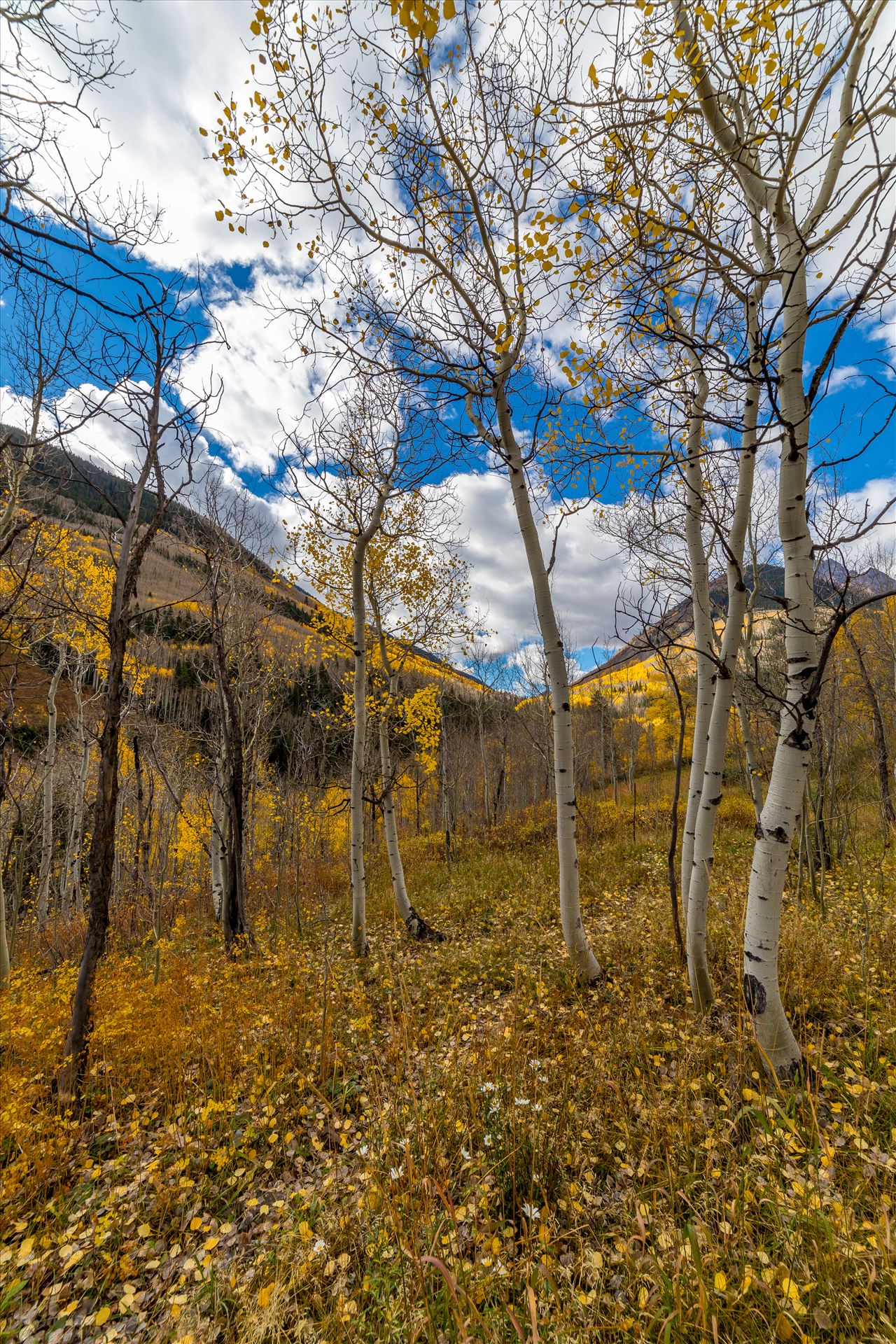 Maroon Creek Aspens Just off Maroon Creek Drive near Aspen, Colorado by Scott Smith Photos