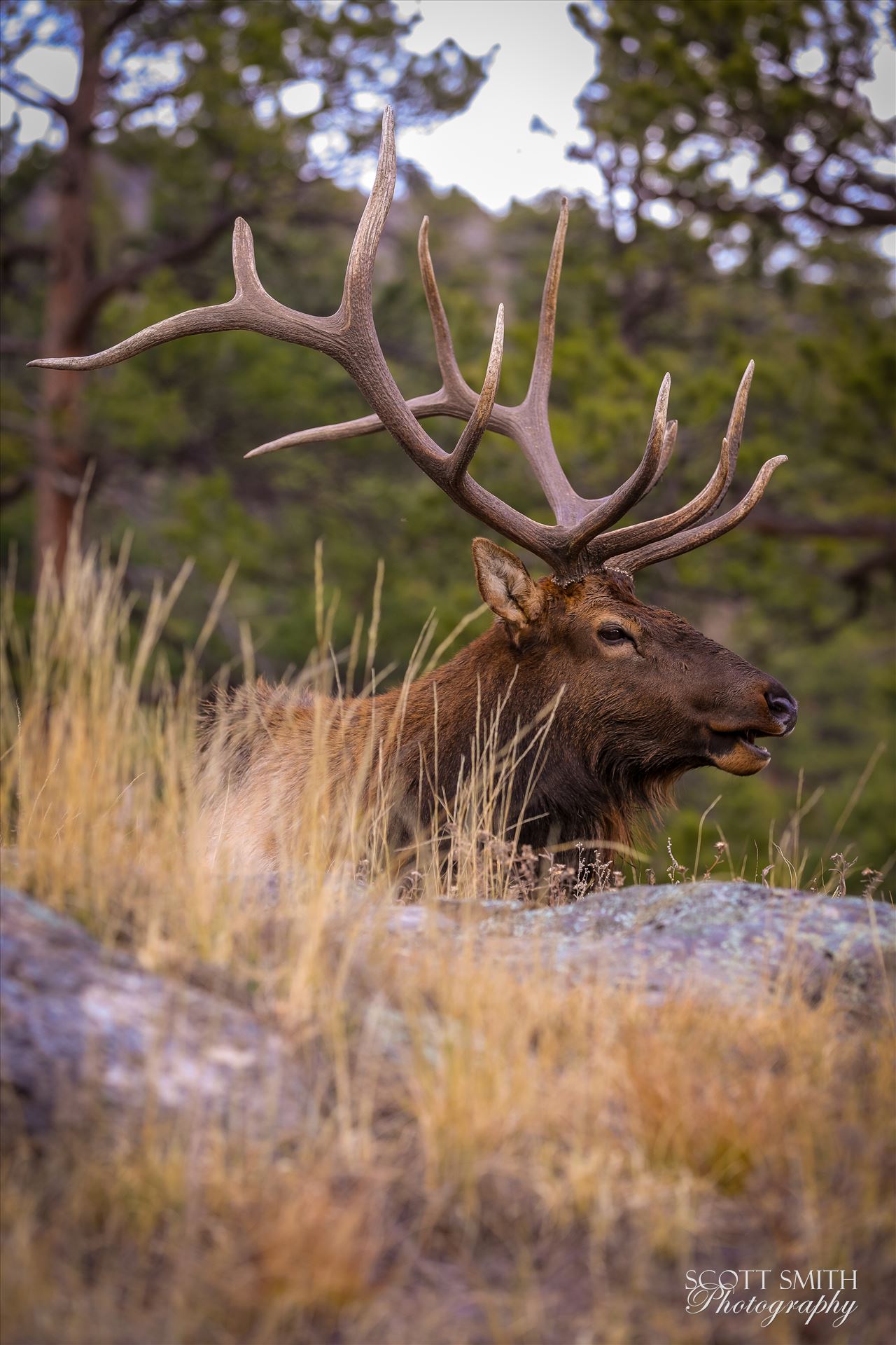 Sunday Elk No 05 A heard of Elk near the entrance to Rocky Mountain National Park, Estes Park, Colorado. by Scott Smith Photos