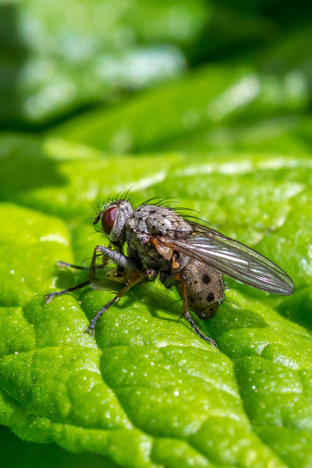 BC4C2581.jpg  by Scott Smith Photos