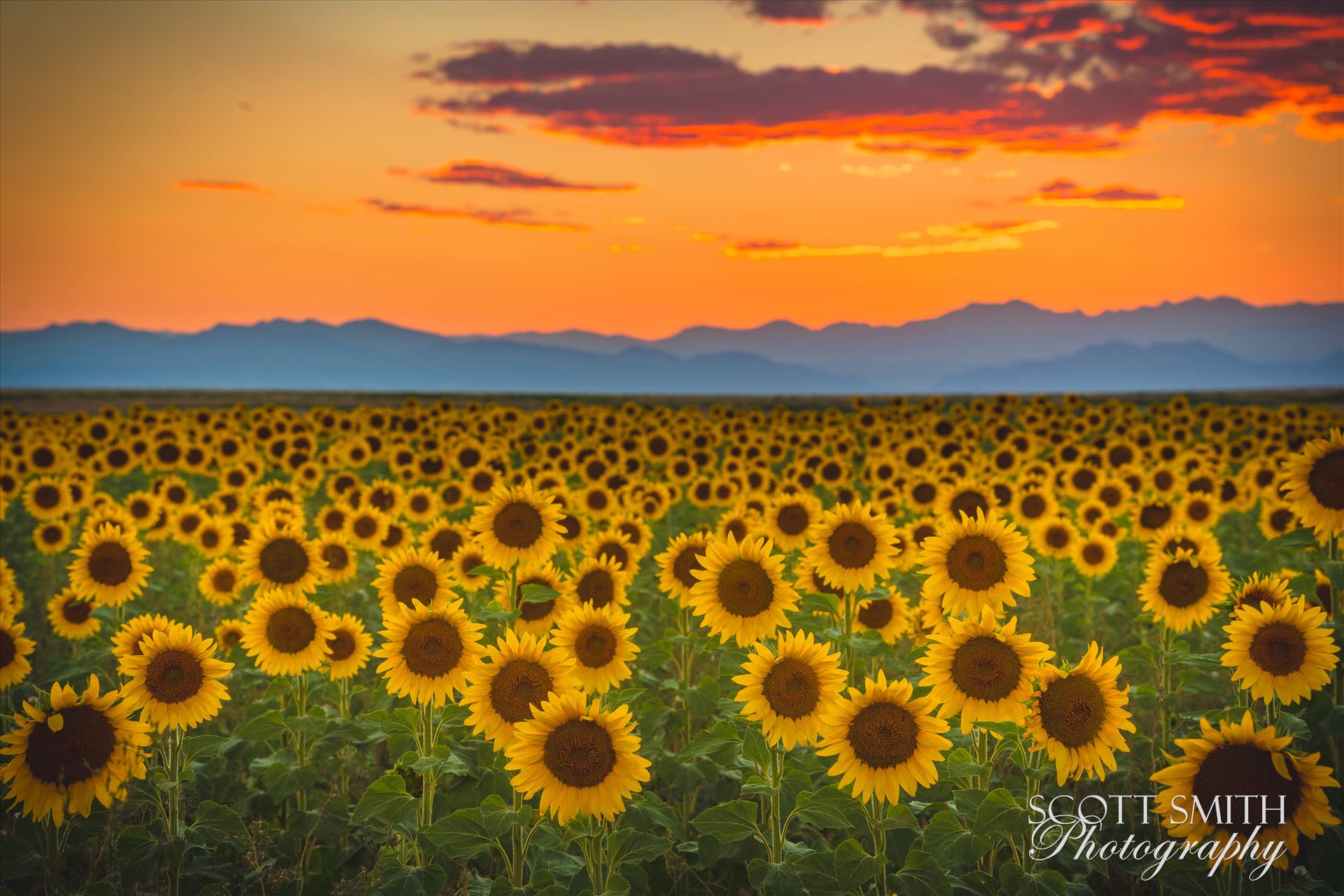 Denver Sunflowers at Sunset No 1 Sunflower fields near Denver International Airport, on August 20th, 2016.Near 56th and E470. by Scott Smith Photos