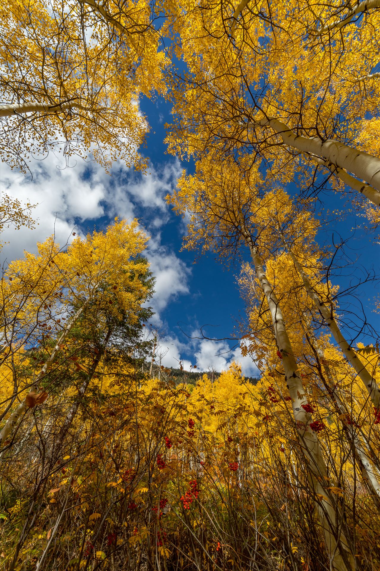 Aspens to the Sky No 2 Aspens and wild berries in Fall. Taken near Maroon Creek Drive near Aspen, Colorado. by Scott Smith Photos