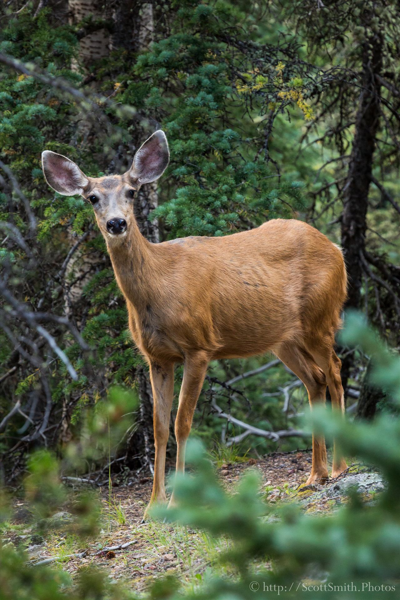 Mount Evans Deer  by Scott Smith Photos