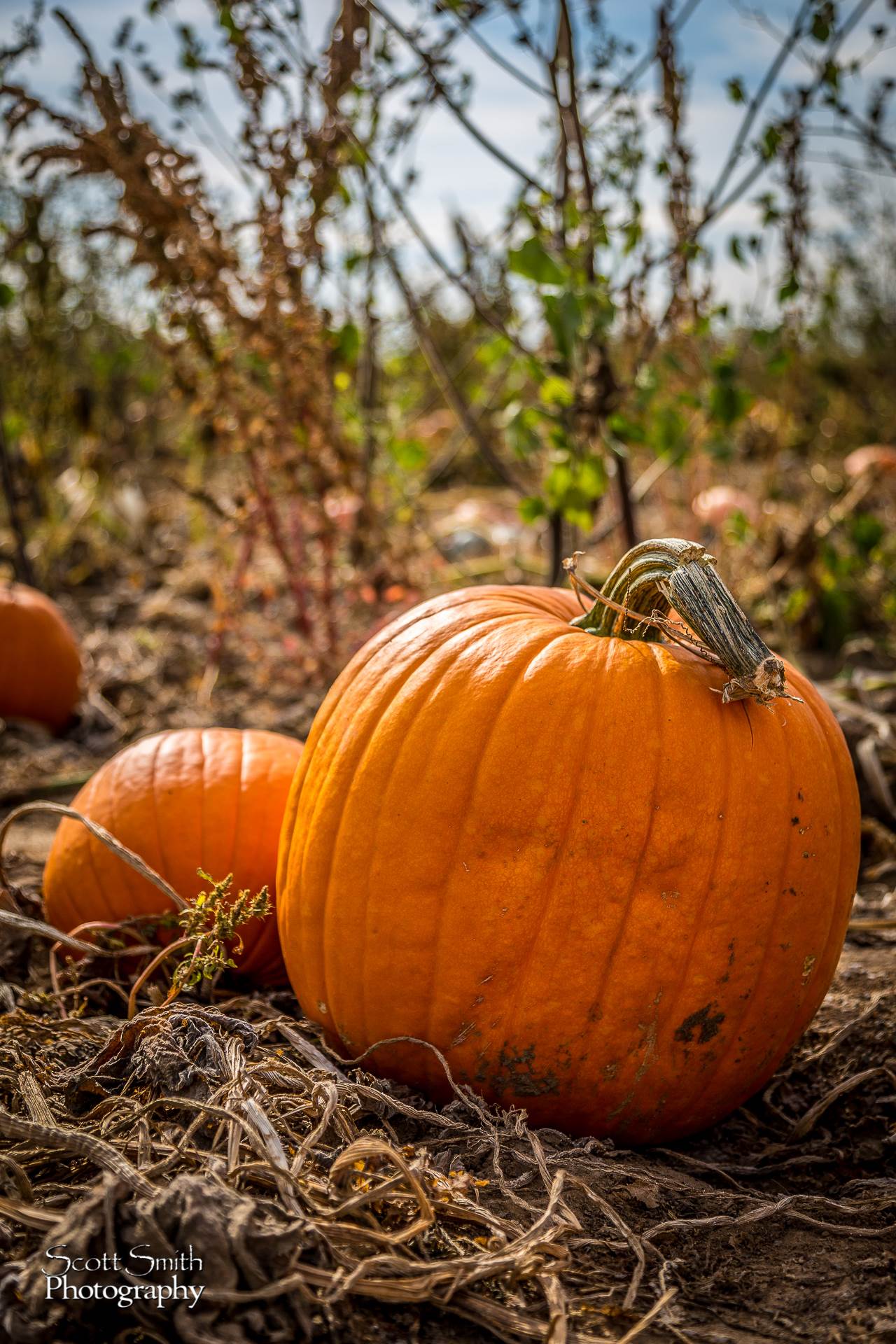 Pumpkins 2 Anderson Farms, Erie Colorado. by Scott Smith Photos