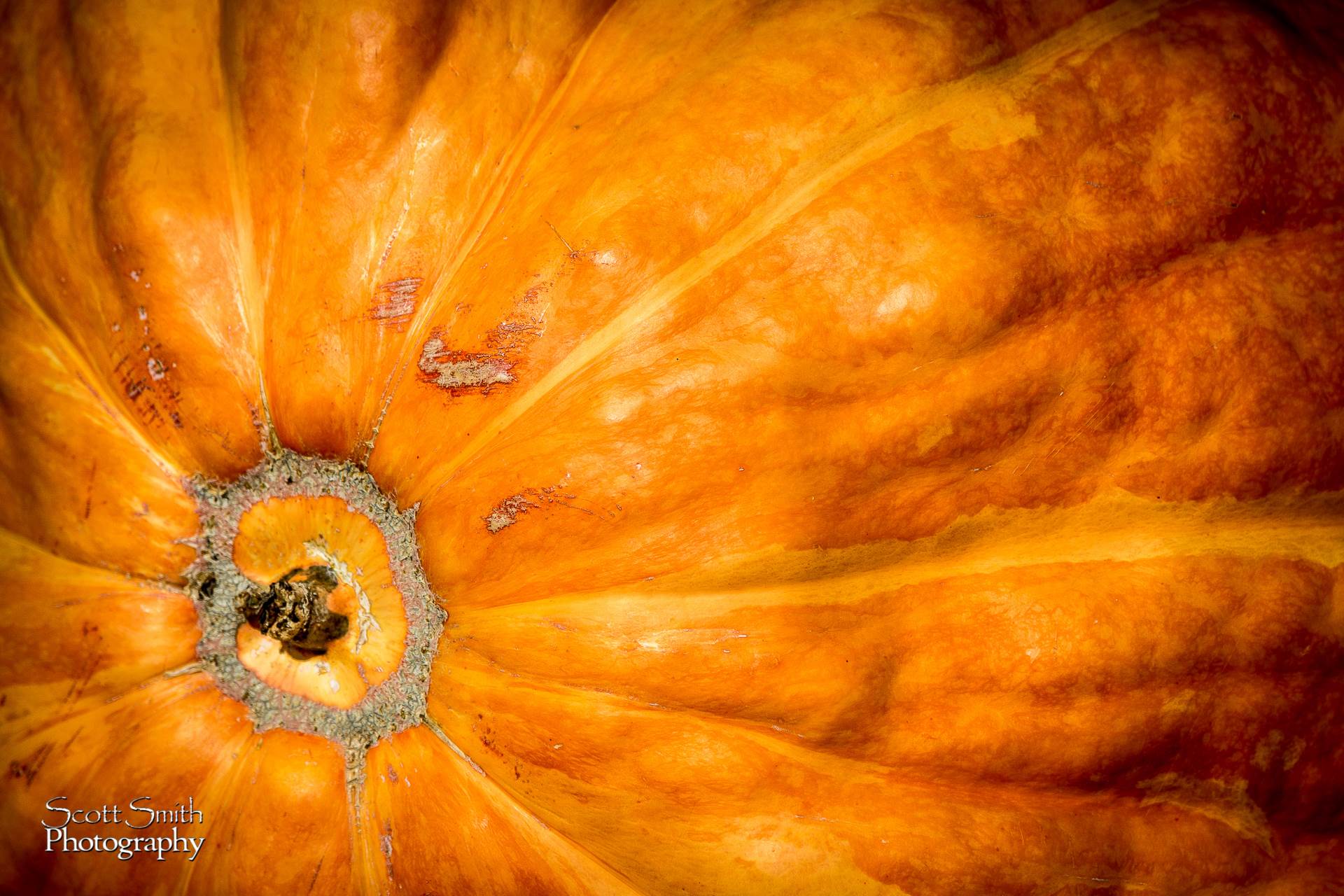 Pumpkin  by Scott Smith Photos
