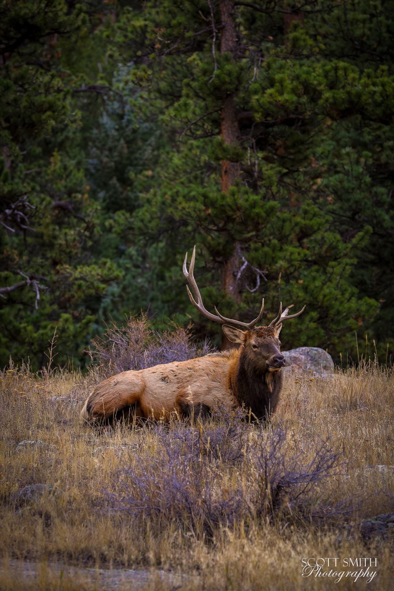 Sunday Elk No 08 A heard of Elk near the entrance to Rocky Mountain National Park, Estes Park, Colorado. by Scott Smith Photos