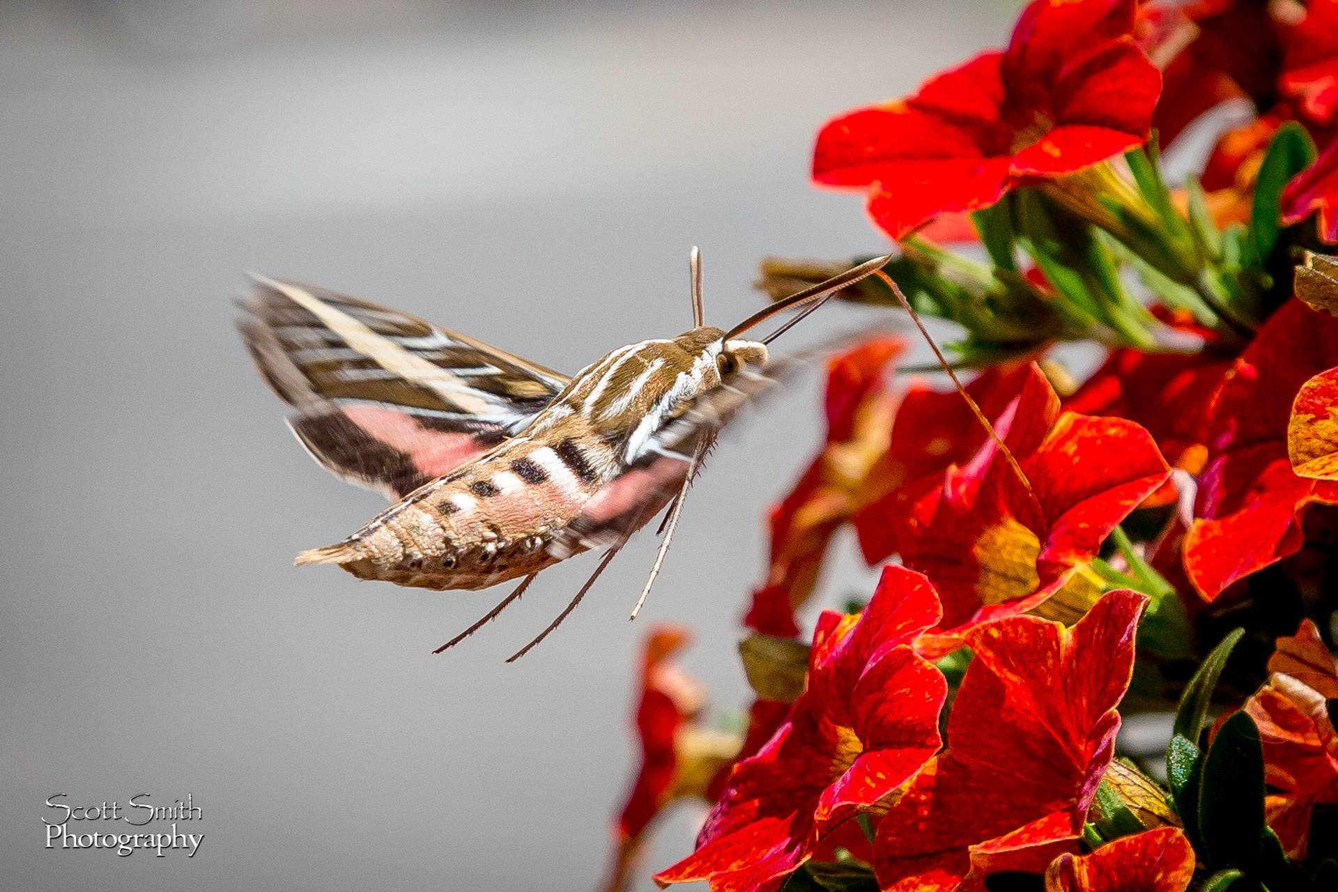 Hawk Moth A large Hawk Moth feeds on some summer flowers in Frisco, CO. by Scott Smith Photos