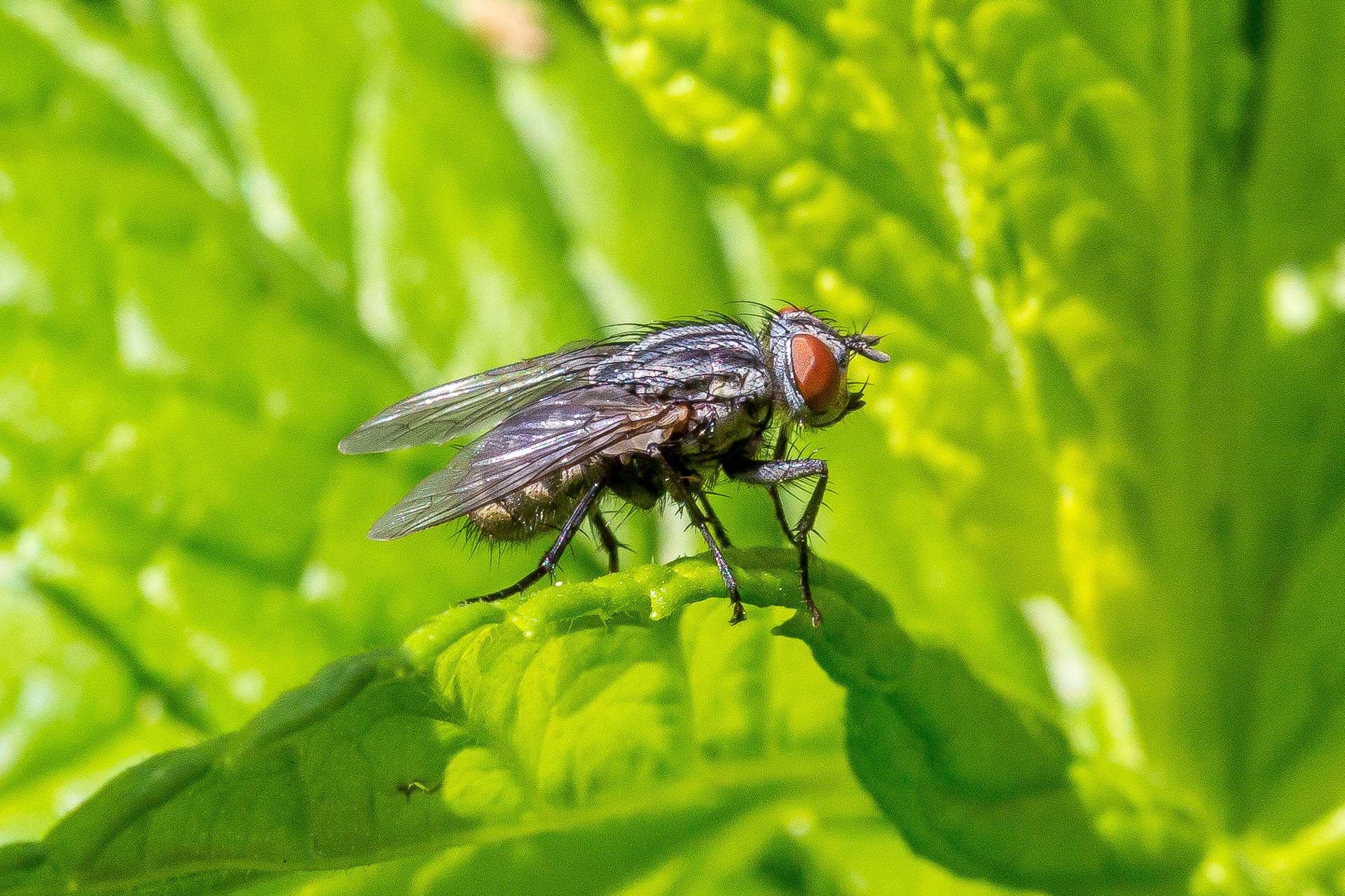 BC4C2537.jpg  by Scott Smith Photos