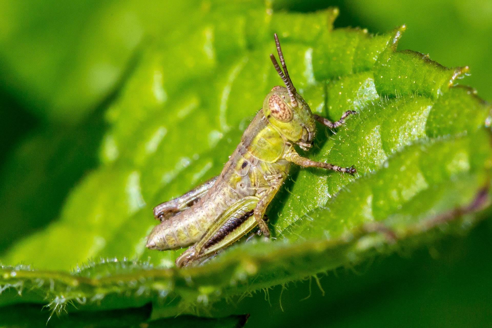 BC4C2526.jpg  by Scott Smith Photos