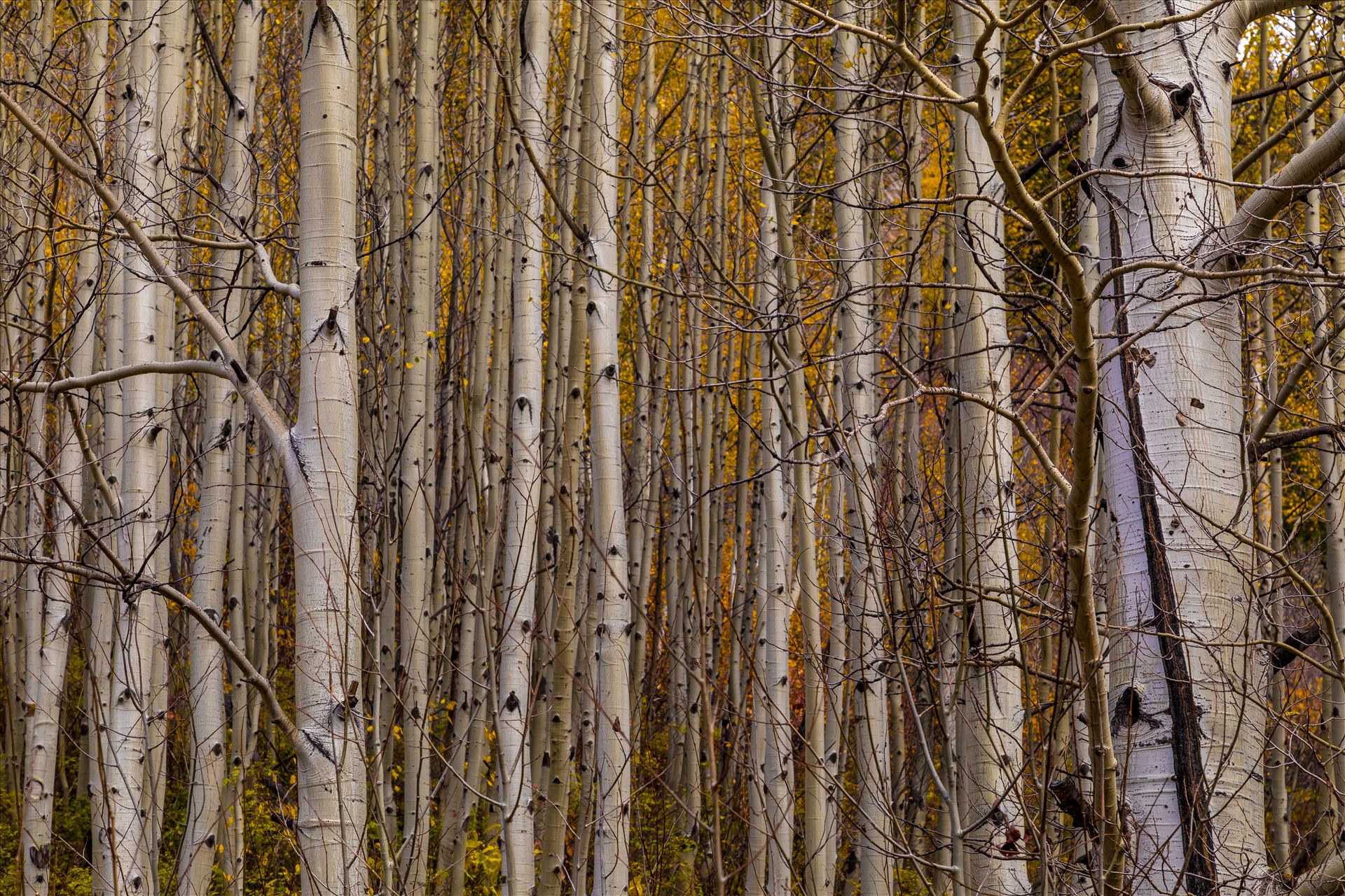 Simple Aspens A dense grove of aspens near Marble, Colorado, in the fall. by Scott Smith Photos