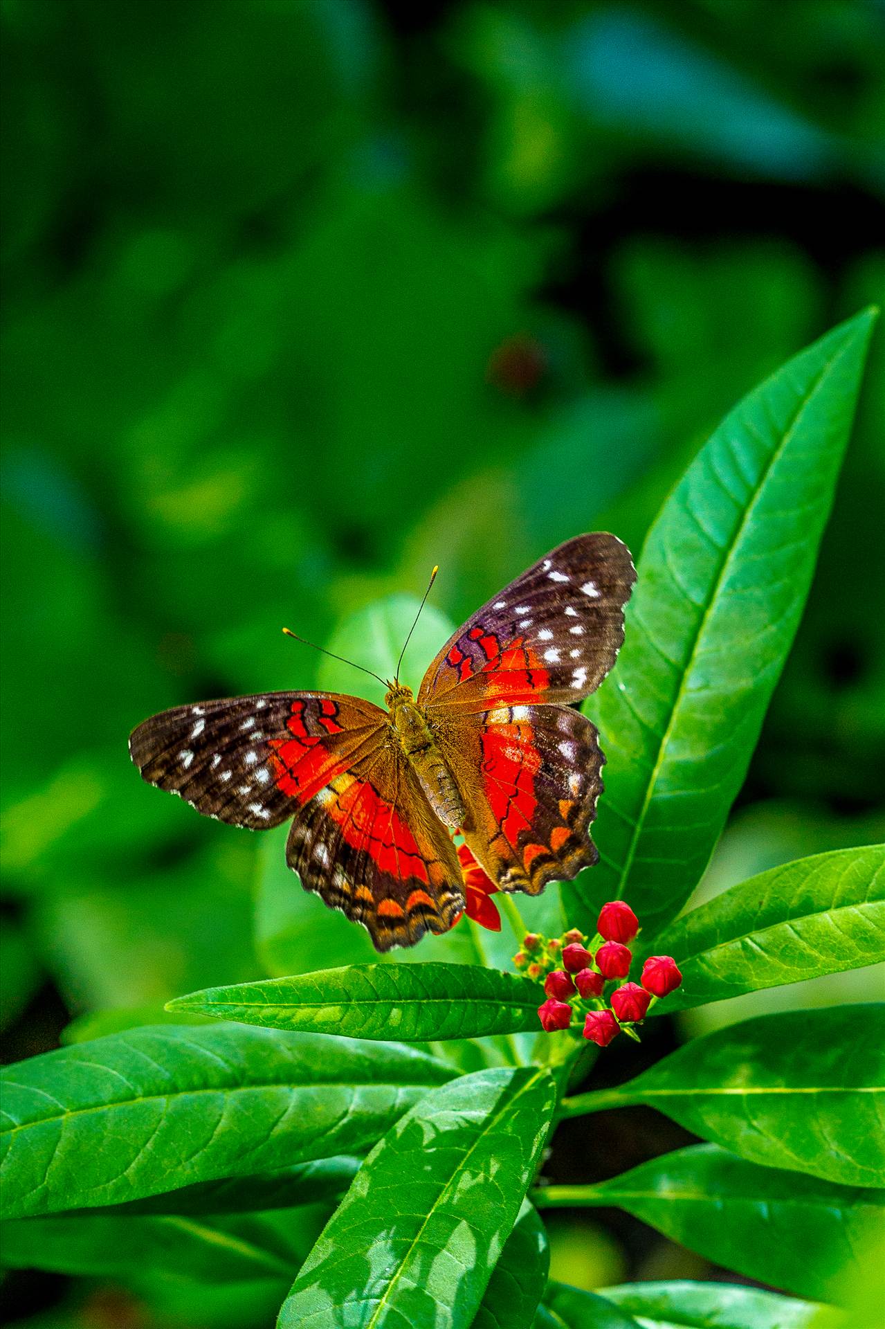 Butterfly at Rest A colorful butterfly sits for a moment at the Butterfly Pavillion in Westminster, Colorado. by Scott Smith Photos