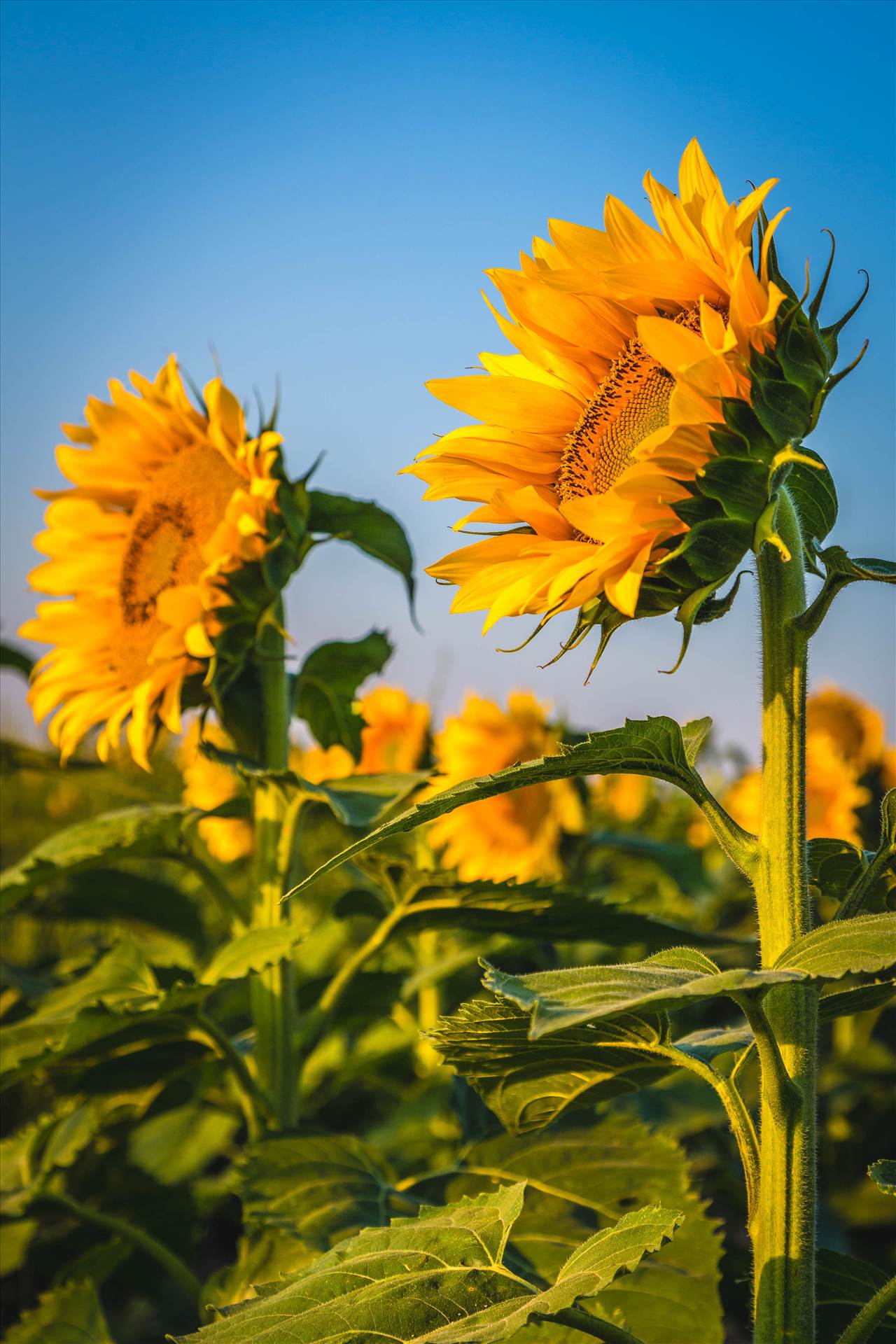 Sunflower Sunrise I Sunflower fields near Denver International Airport, Colorado. by Scott Smith Photos