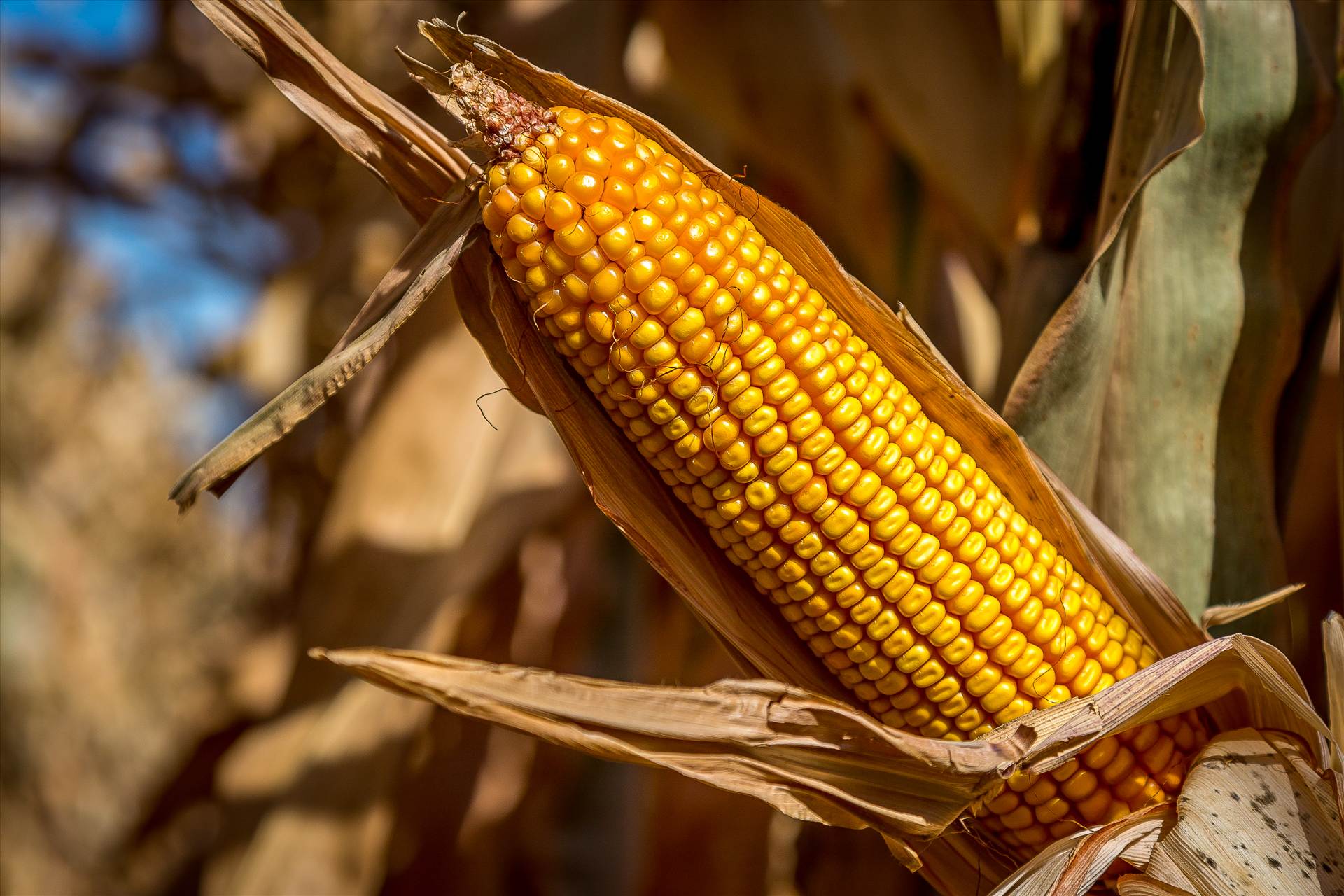 Corn 2  by Scott Smith Photos