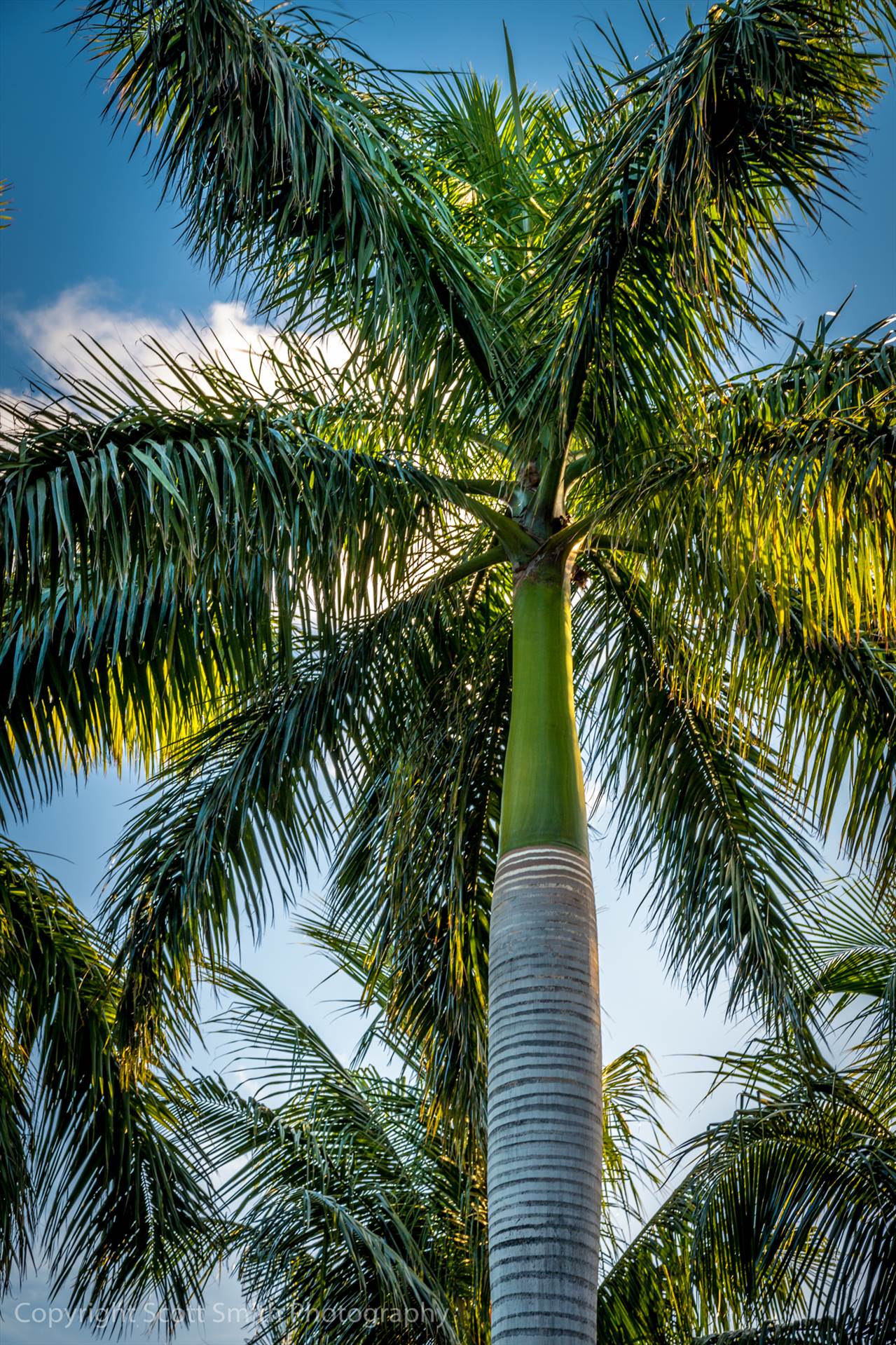Golden Hour Palm Tree  by Scott Smith Photos