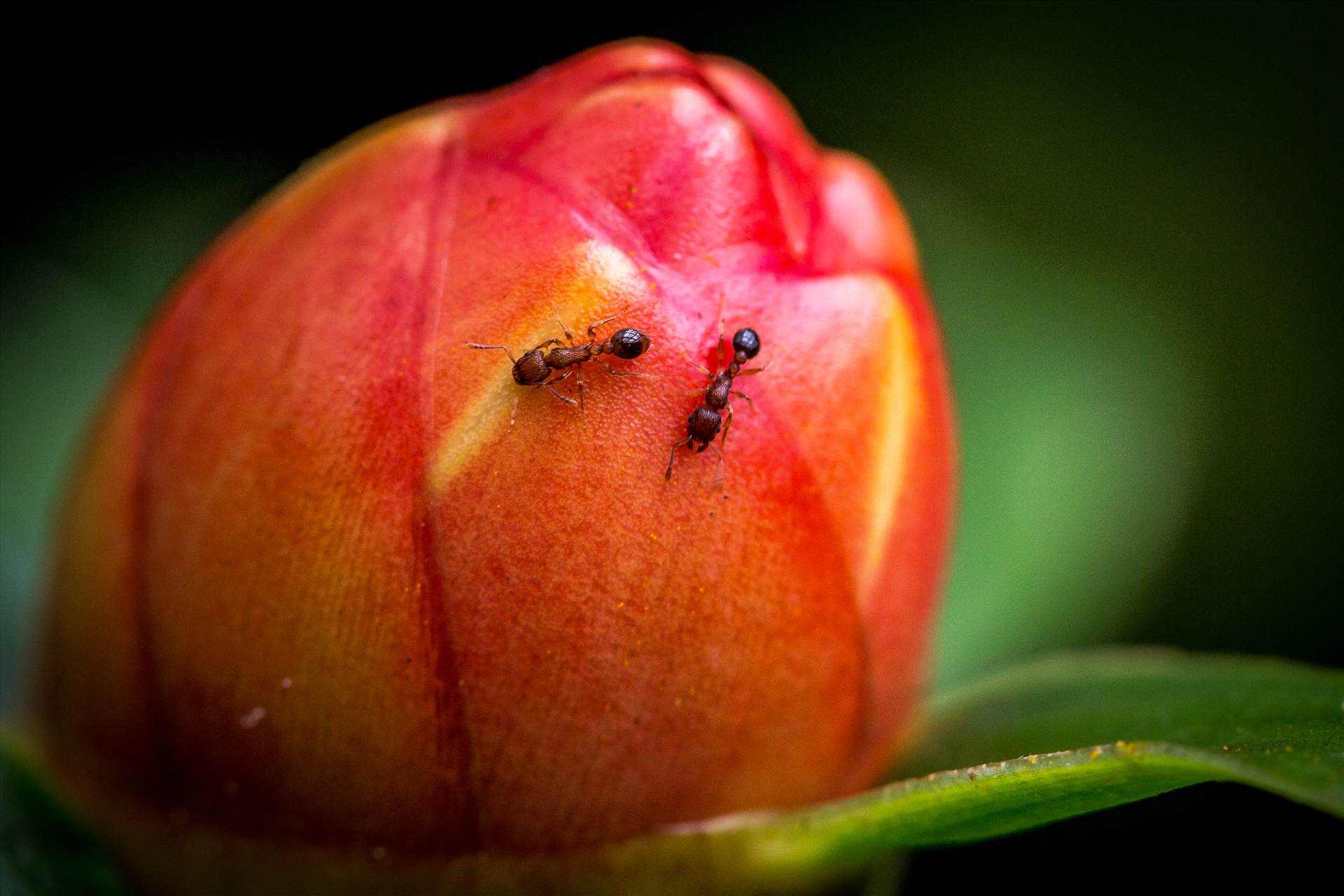 Ant Activity A pair of tiny ants crawling on a small flower bud. by Scott Smith Photos