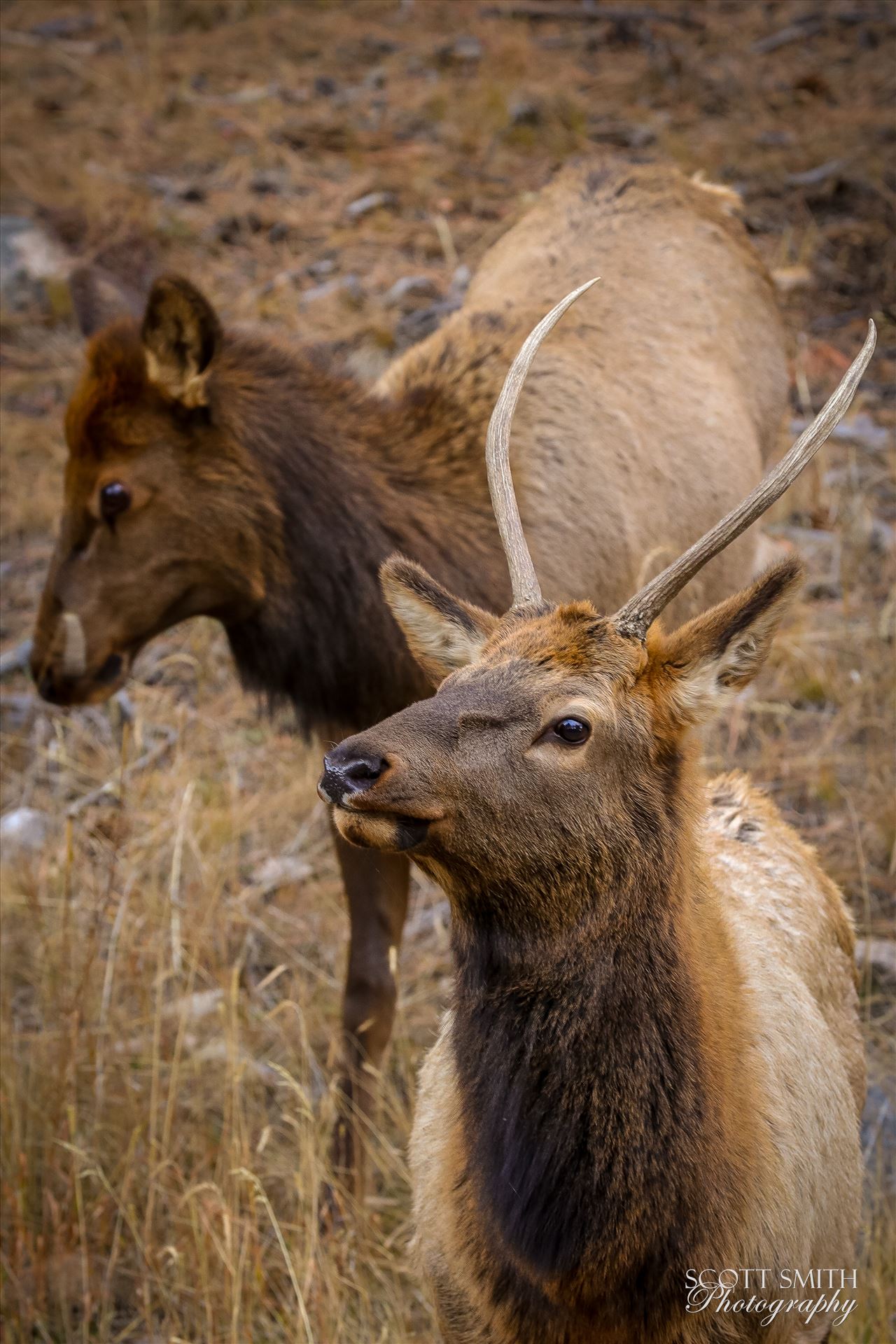 Sunday Elk No 09 A heard of Elk near the entrance to Rocky Mountain National Park, Estes Park, Colorado. by Scott Smith Photos