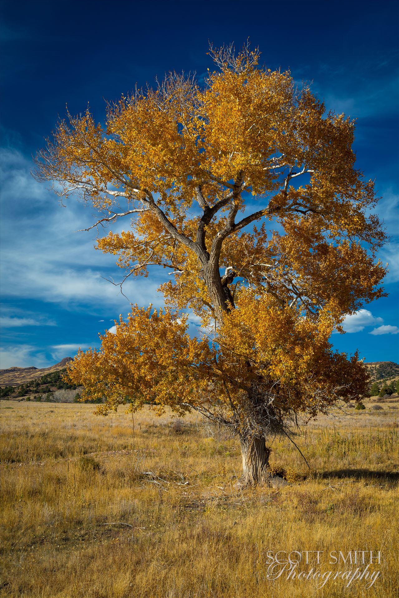Country Tree No 2 A lone tree in a large pasture near Guffy, Colorado. by Scott Smith Photos