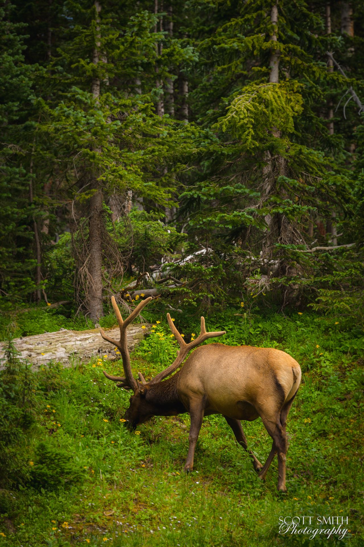 Elk Bull No 3  by Scott Smith Photos