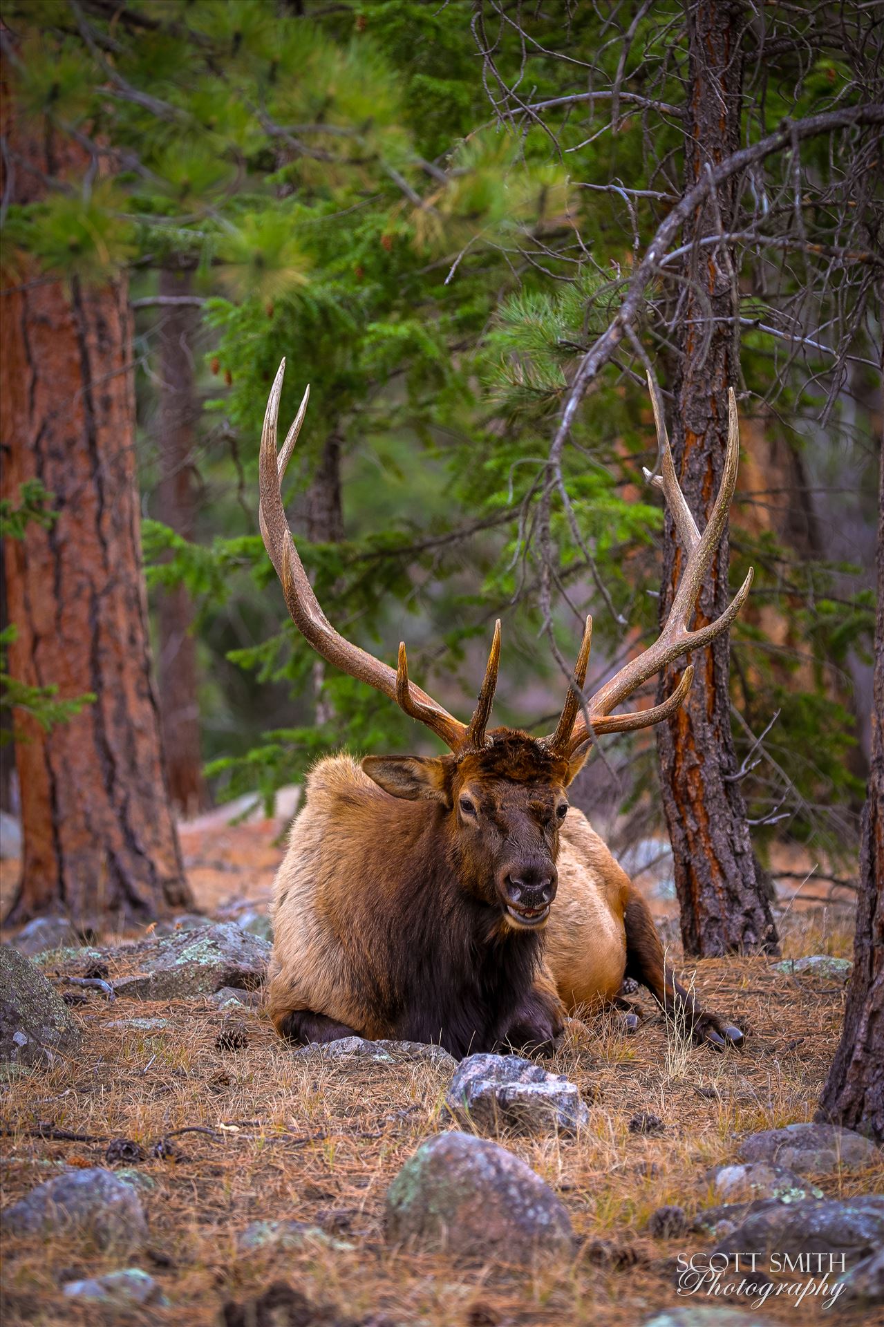 Sunday Elk No 07 A heard of Elk near the entrance to Rocky Mountain National Park, Estes Park, Colorado. by Scott Smith Photos