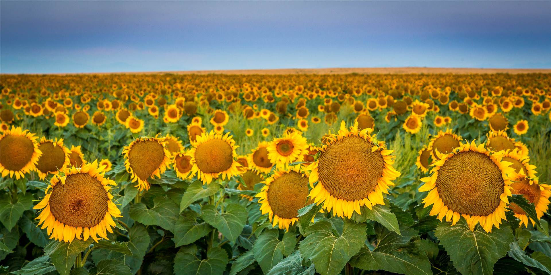 Sunflower Sunrise IV Sunflower fields near Denver International Airport, Colorado. by Scott Smith Photos