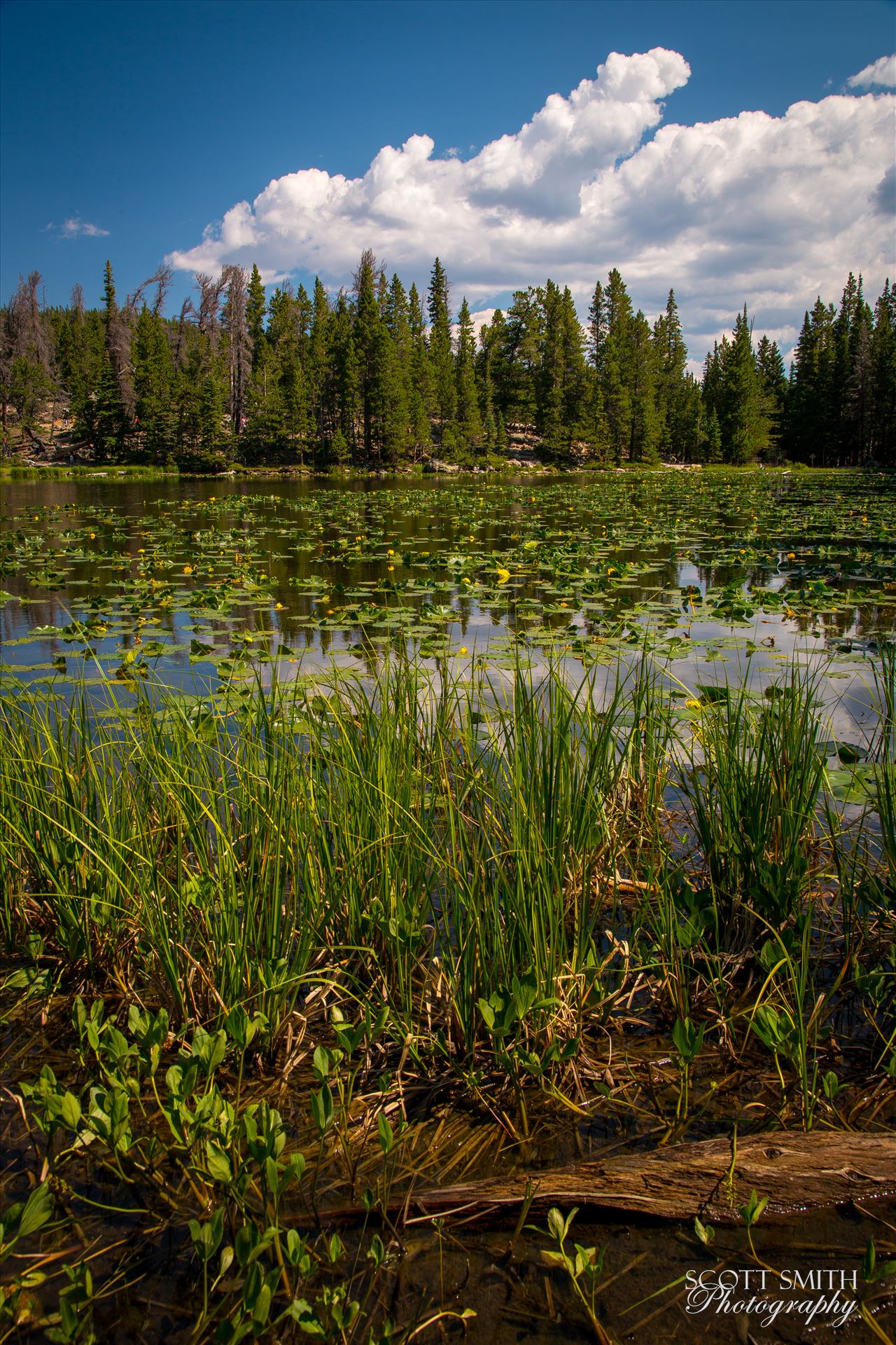 Nymph Lake  by Scott Smith Photos