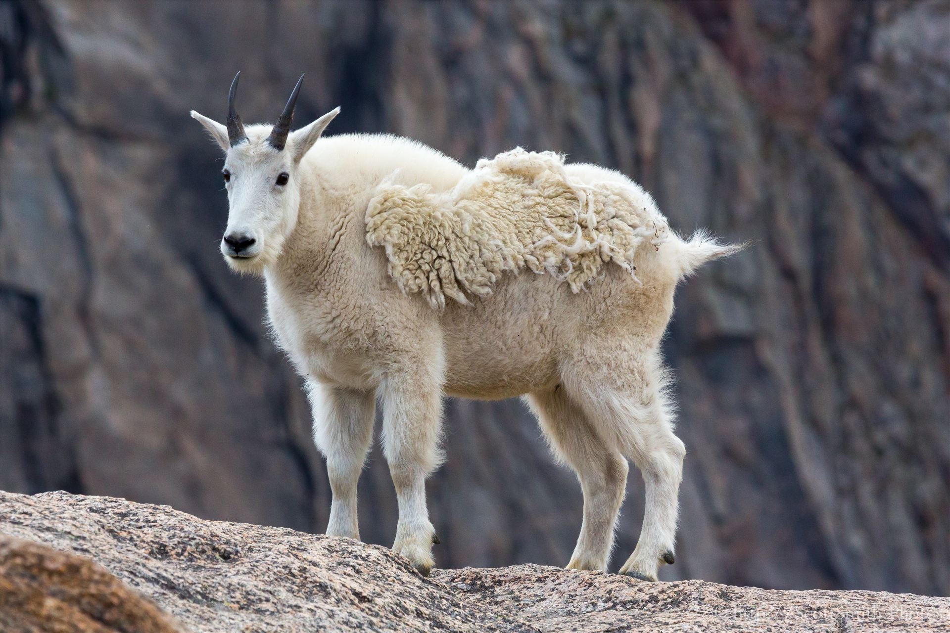 Mt Evans-Mountain Goat  by Scott Smith Photos