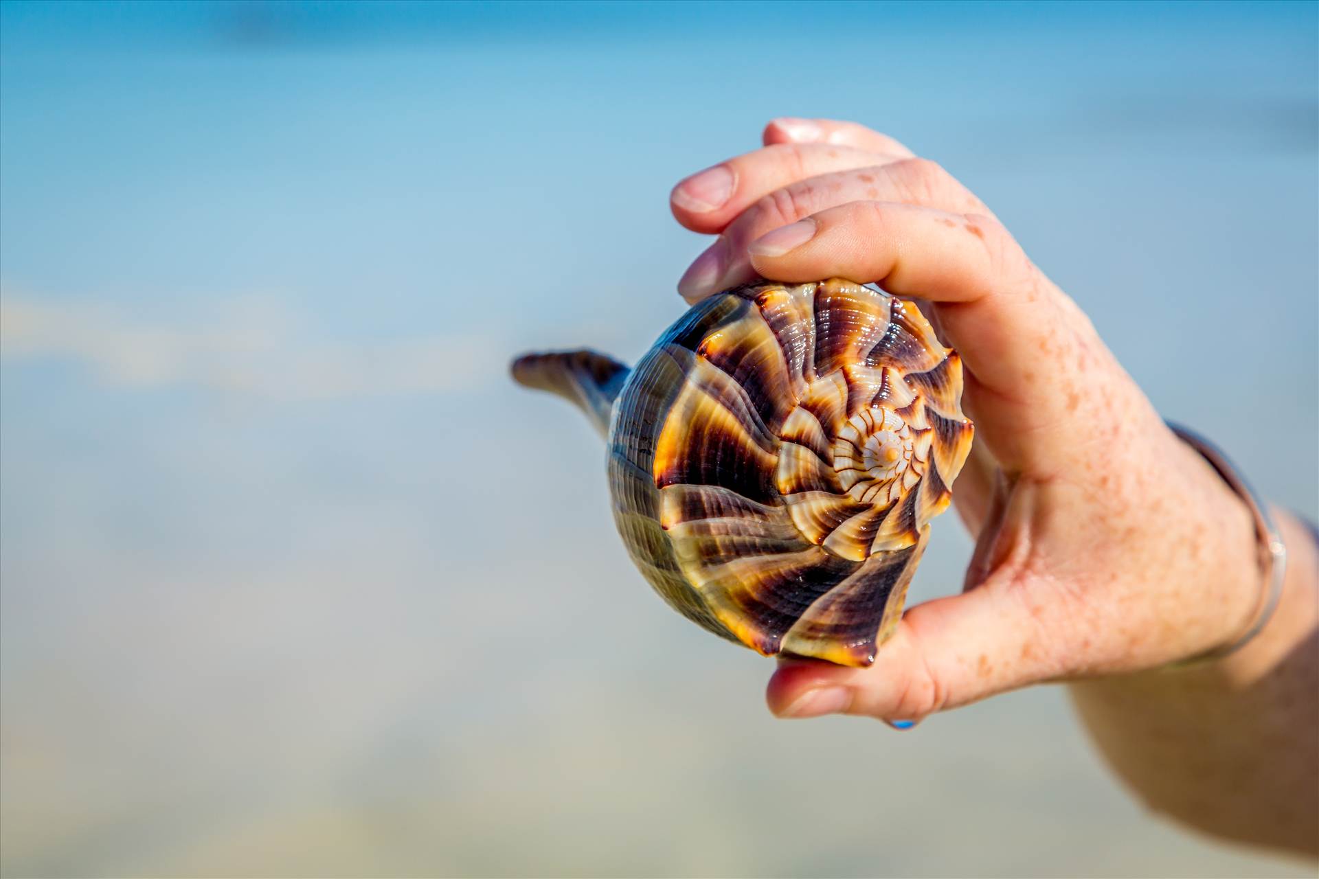 Shell in Hand A beautiful conch found on Woman Key, near Key West, Florida. by Scott Smith Photos