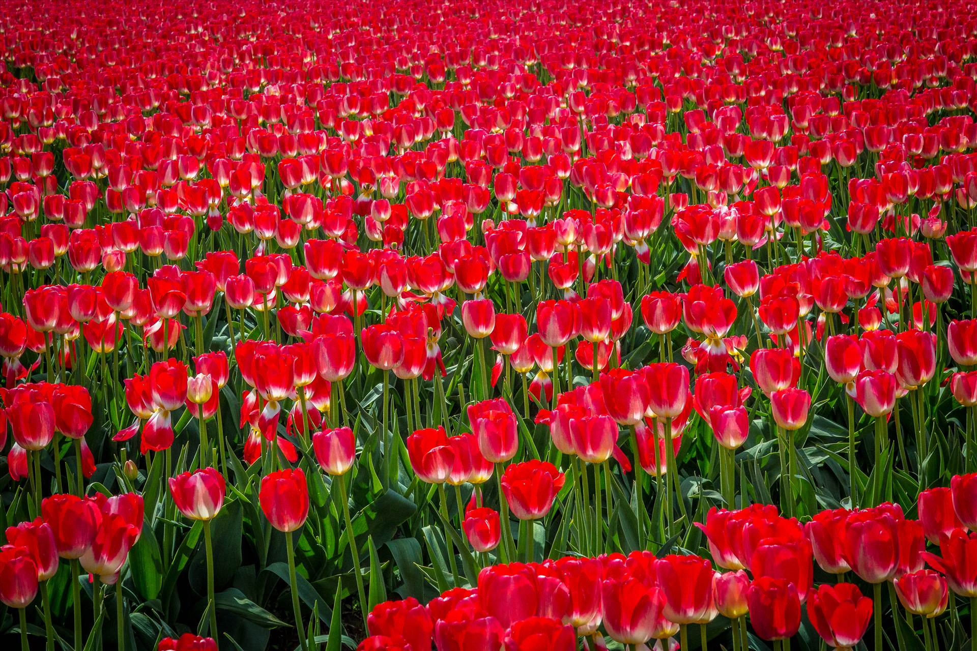 Sea of Red Tulips From the Skagit County Tulip Festival in Washington state. by Scott Smith Photos