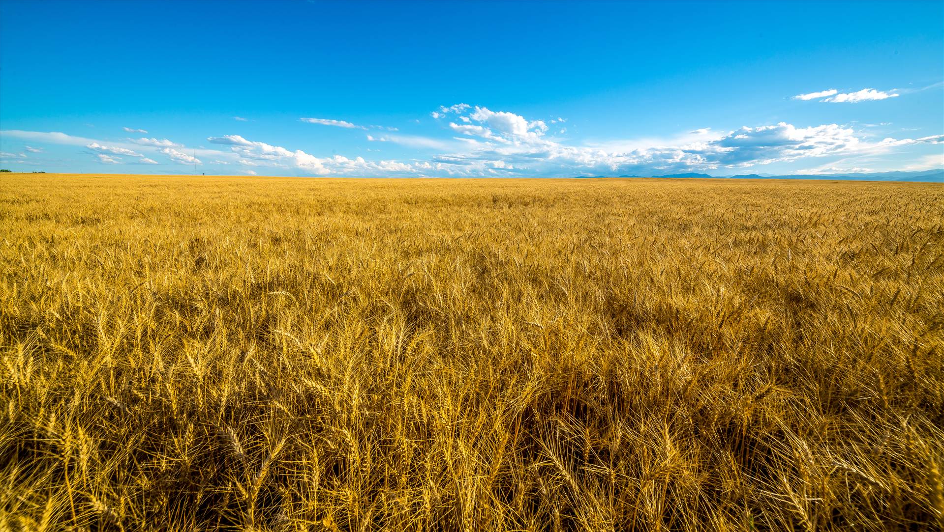 Summer Fields I Wheat fields near Longmont, Colorado by Scott Smith Photos