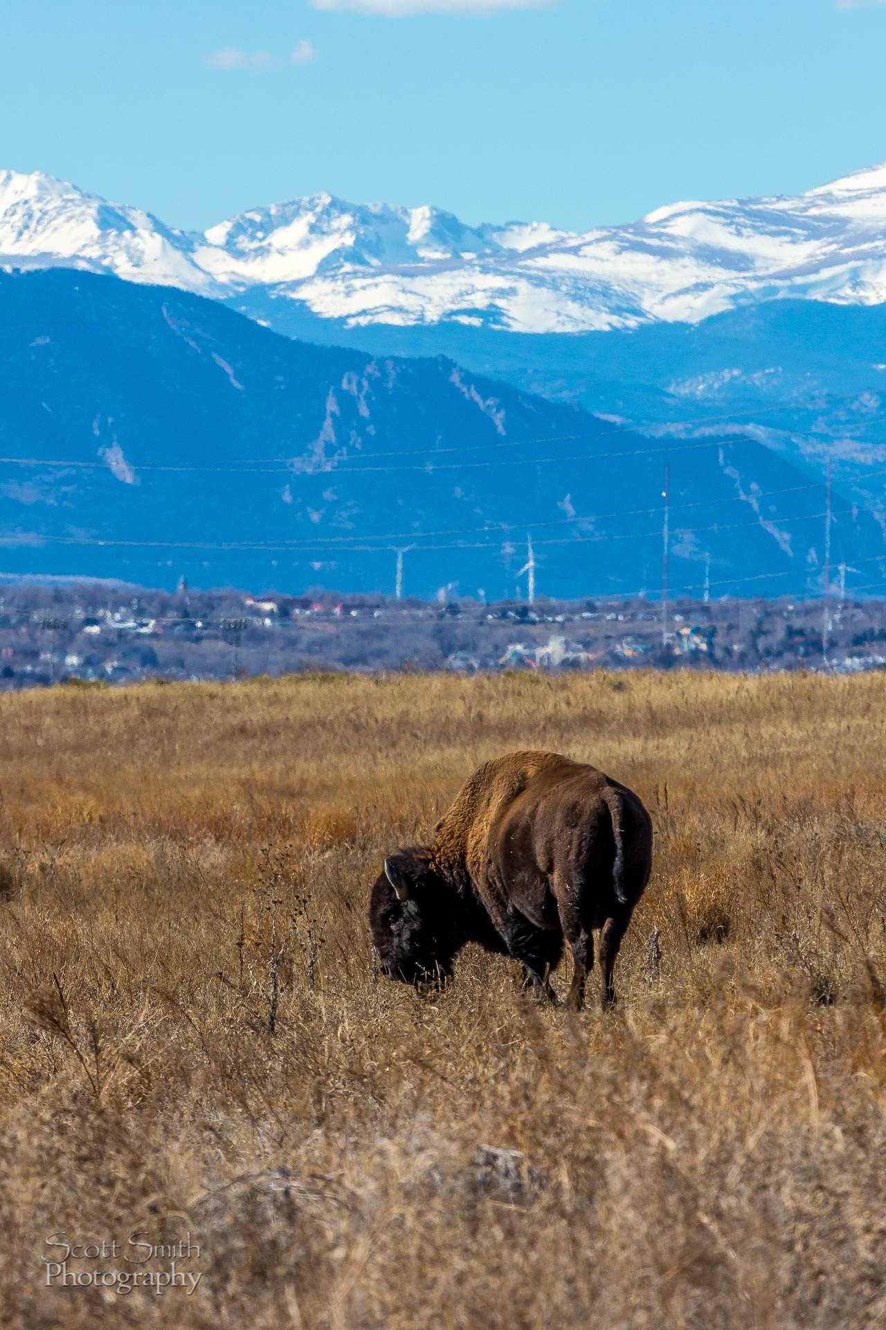 Bison 2 The bison with Rocky Flats and the wind generators near Boulder Colorado in the distance. by Scott Smith Photos