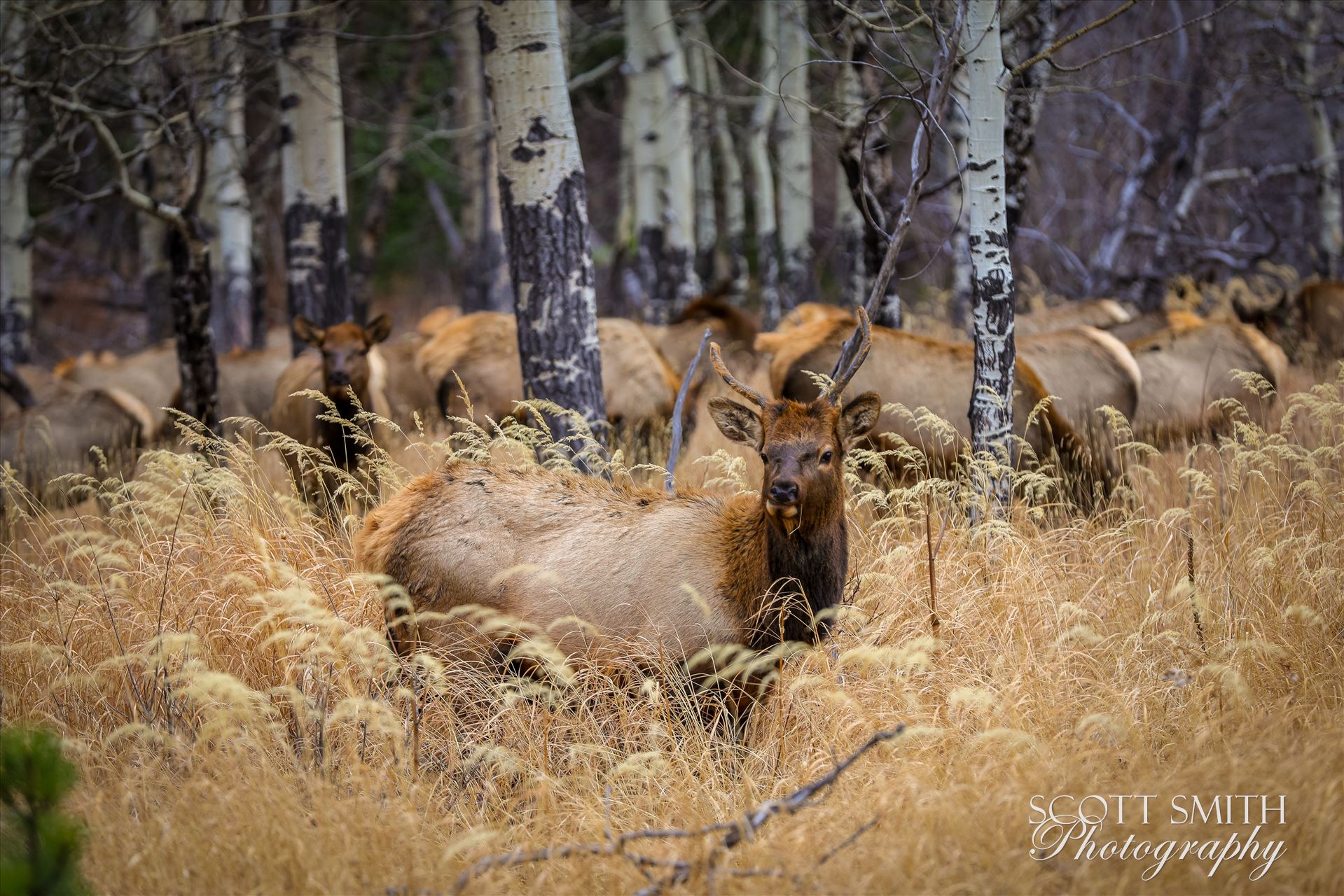 Sunday Elk No 01 A heard of Elk near the entrance to Rocky Mountain National Park, Estes Park, Colorado. by Scott Smith Photos