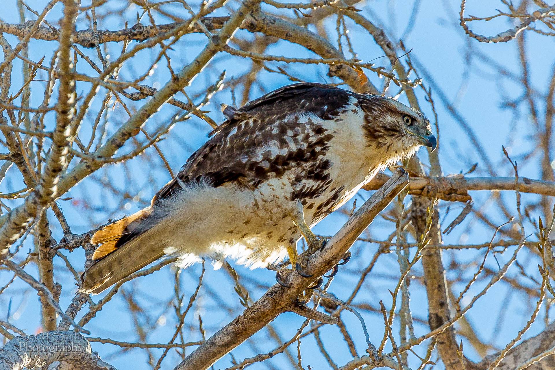 Swainson's Hawk A Swainson's Hawk at the Rocky Mountain Arsenal Wildlife Refuge. by Scott Smith Photos