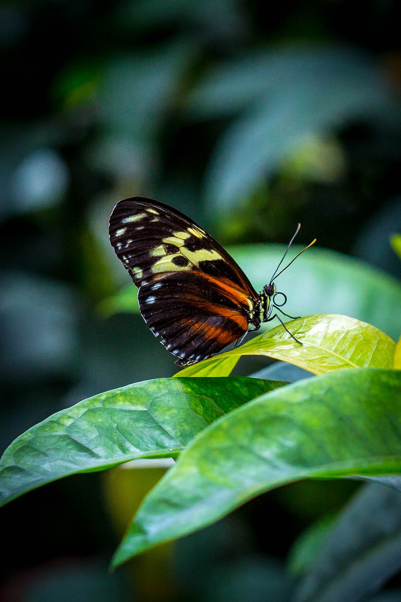 Resting Butterfly butterfly, butterfly pavilion, colorado by Scott Smith Photos